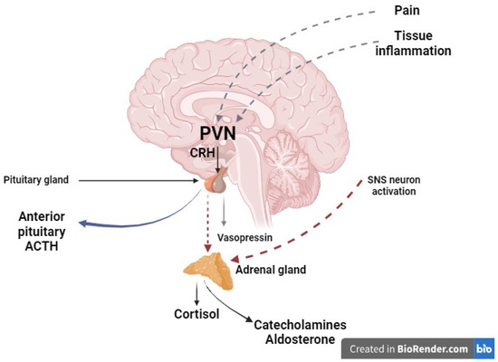 The Surgical Stress Response and Anesthesia: A Narrative Review