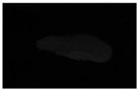 Jcm 13 03440 i072 Jcm 13 03440 i072