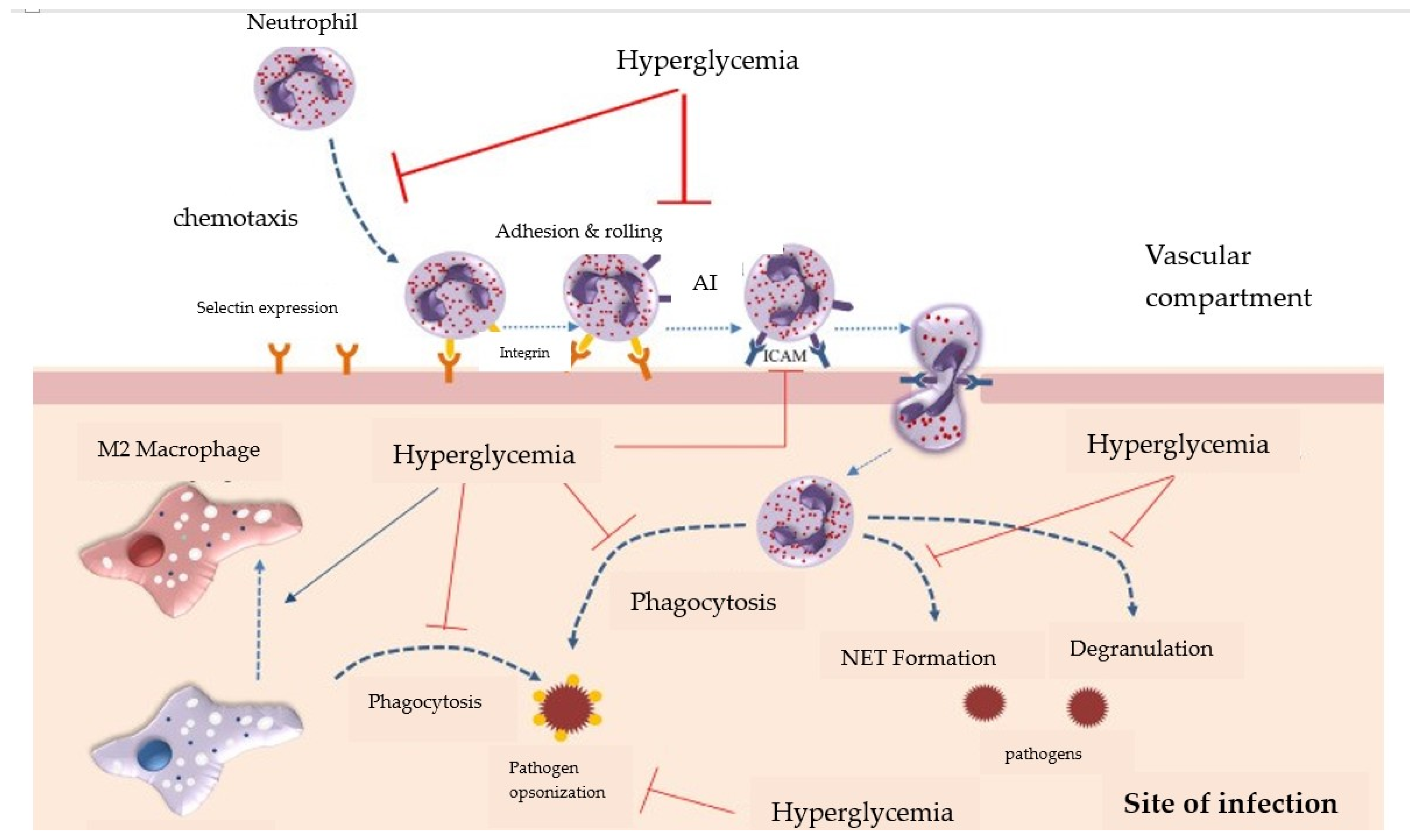 Jcm 13 03687 g004 Jcm 13 03687 g004