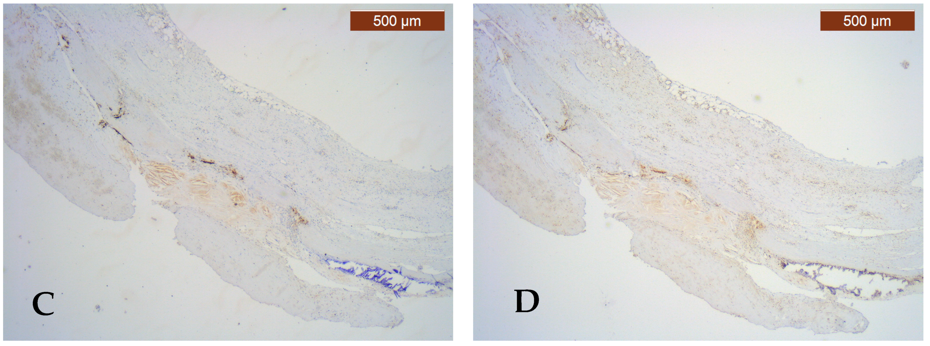 Jcm 13 03737 g001b