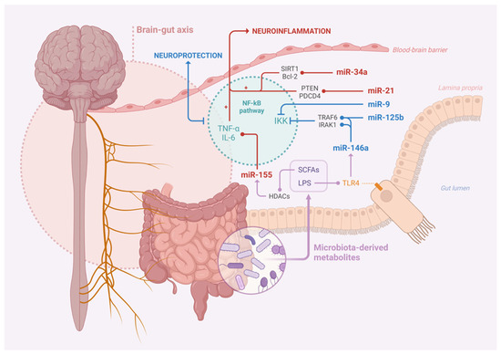 N The Brain–Gut Axis, an Important Player in Alzheimer and