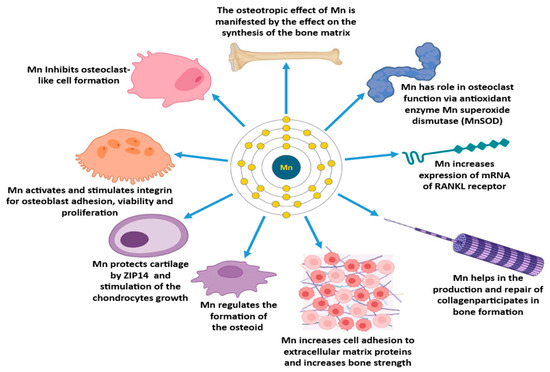 The Manganese–Bone Connection: Investigating the Role of