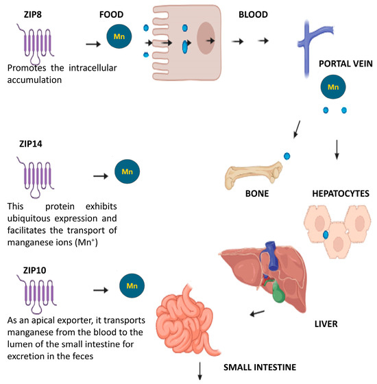 The Manganese–Bone Connection: Investigating the Role of