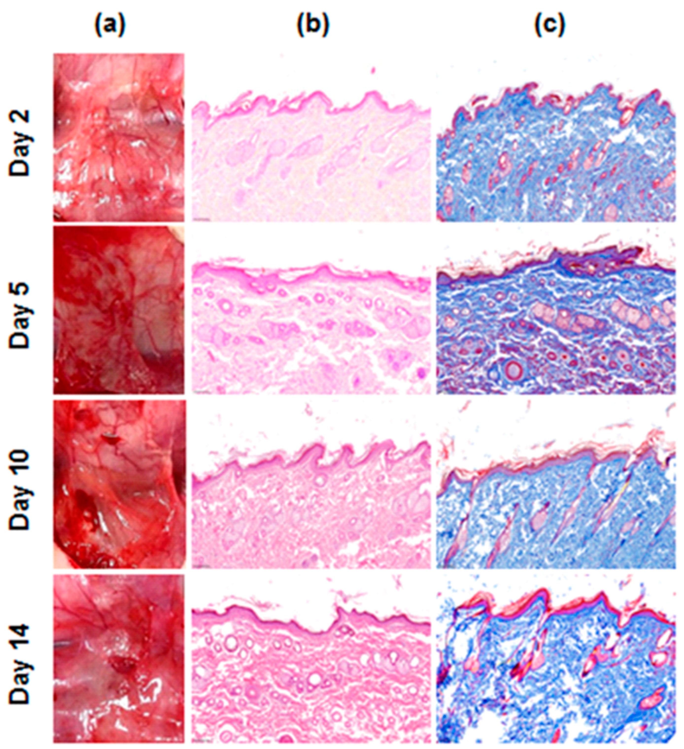Jcm 13 04770 g004 Jcm 13 04770 g004