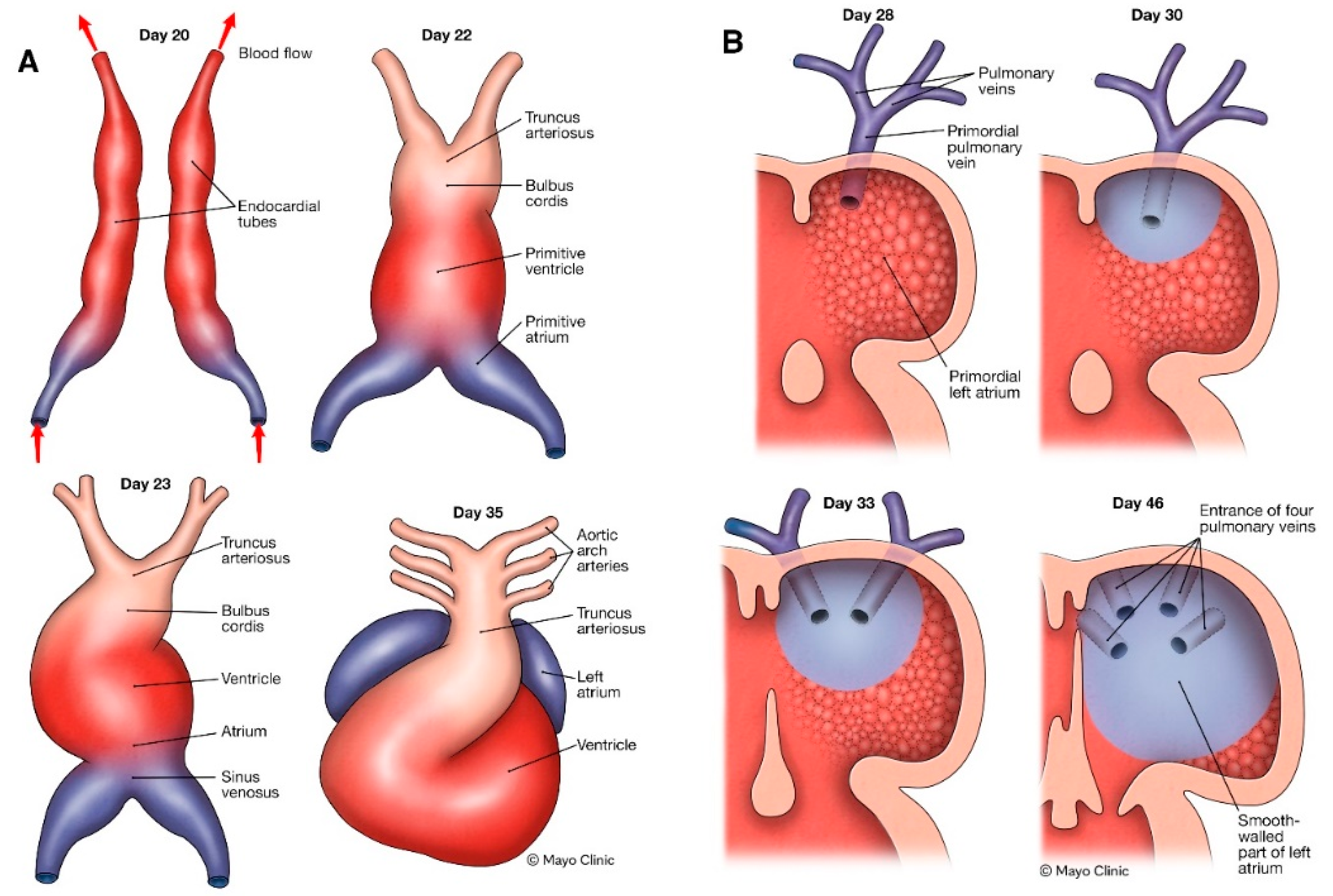 Jcm 13 05031 g002 Jcm 13 05031 g002