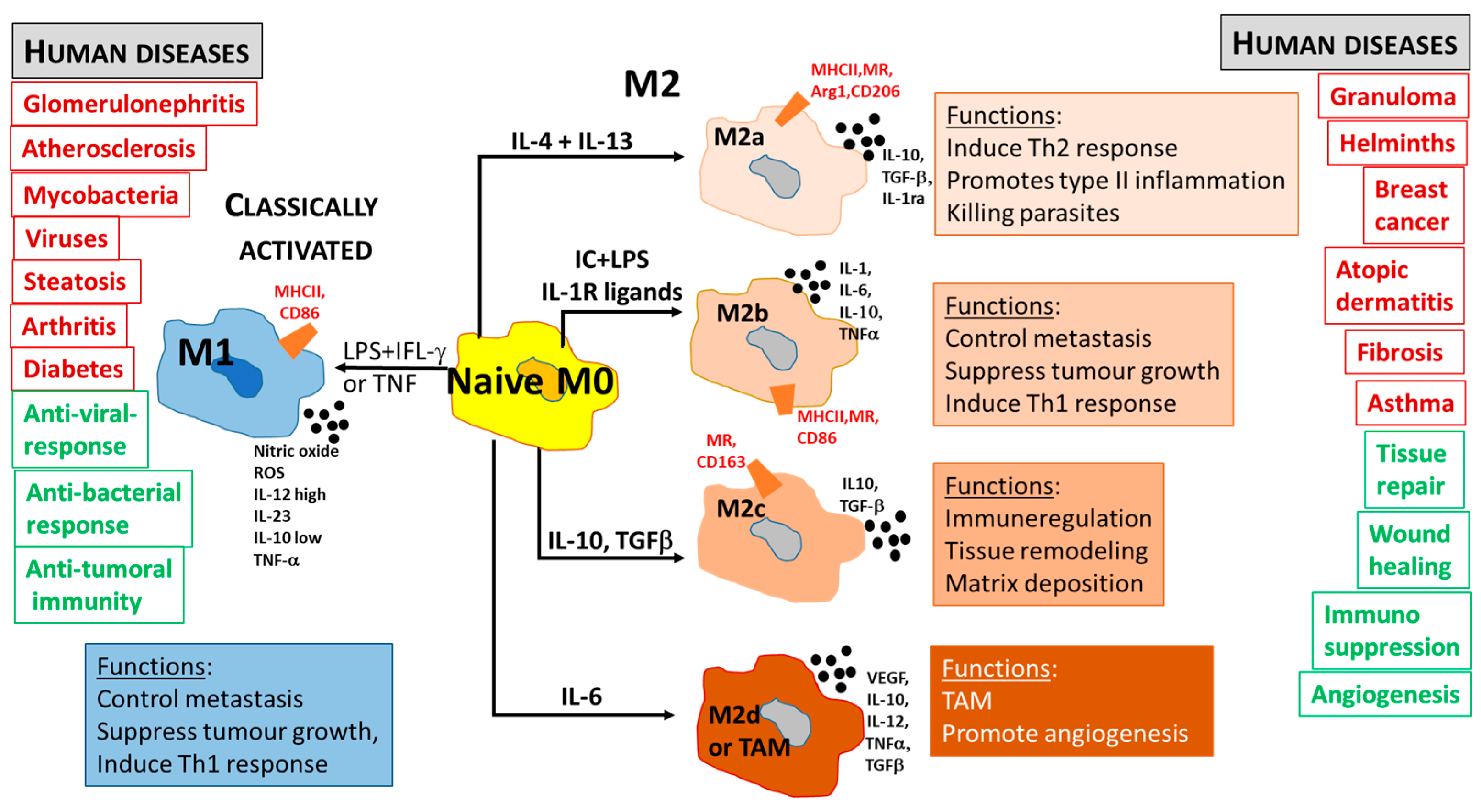Jcm 13 05232 g003 Jcm 13 05232 g003