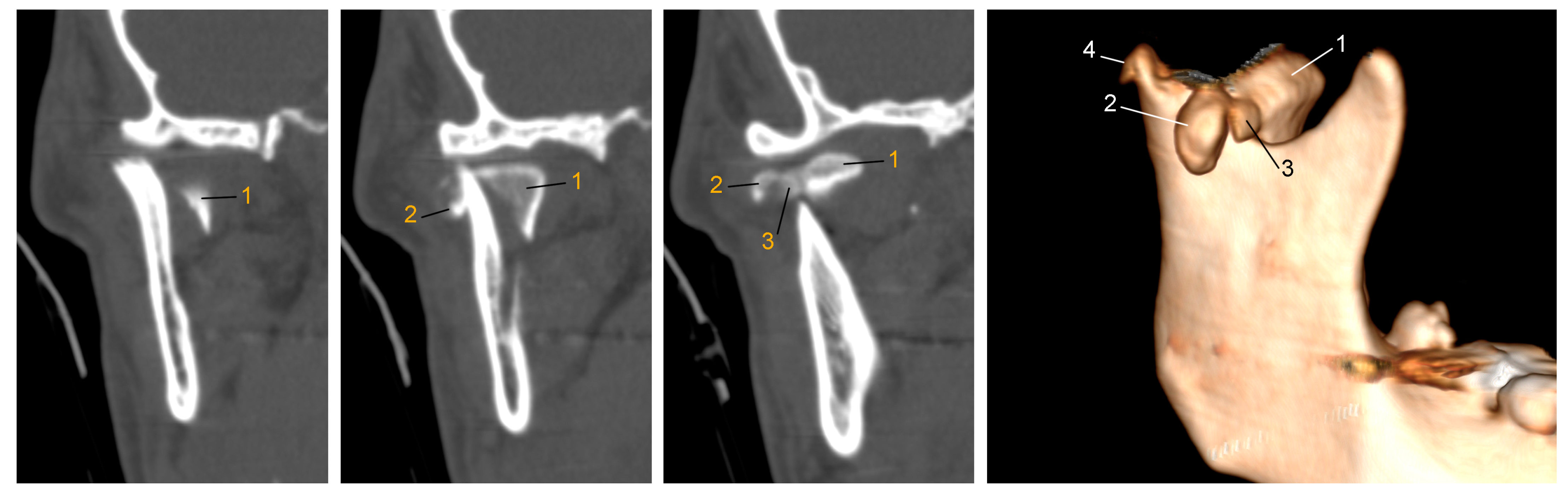 Jcm 13 05257 g006 Jcm 13 05257 g006