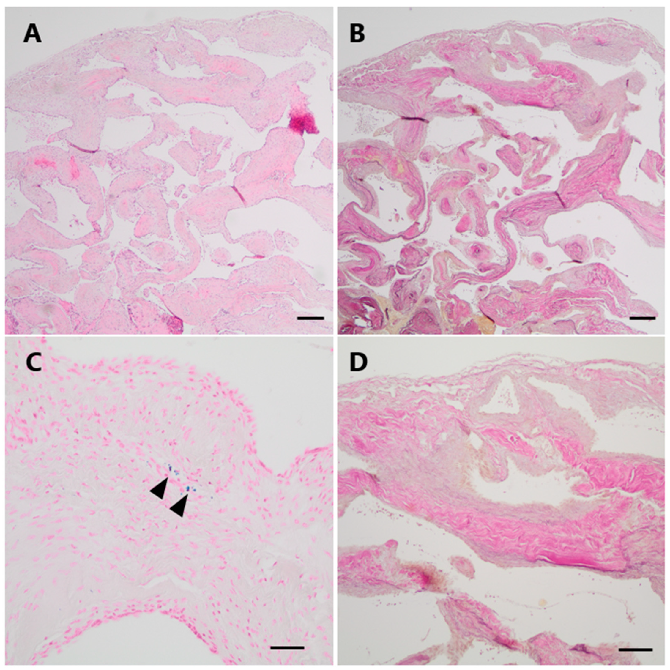 Jcm 13 05813 g005 Jcm 13 05813 g005