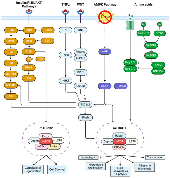 The mTOR Pathway: A Common Link Between Alzheimer's Disease