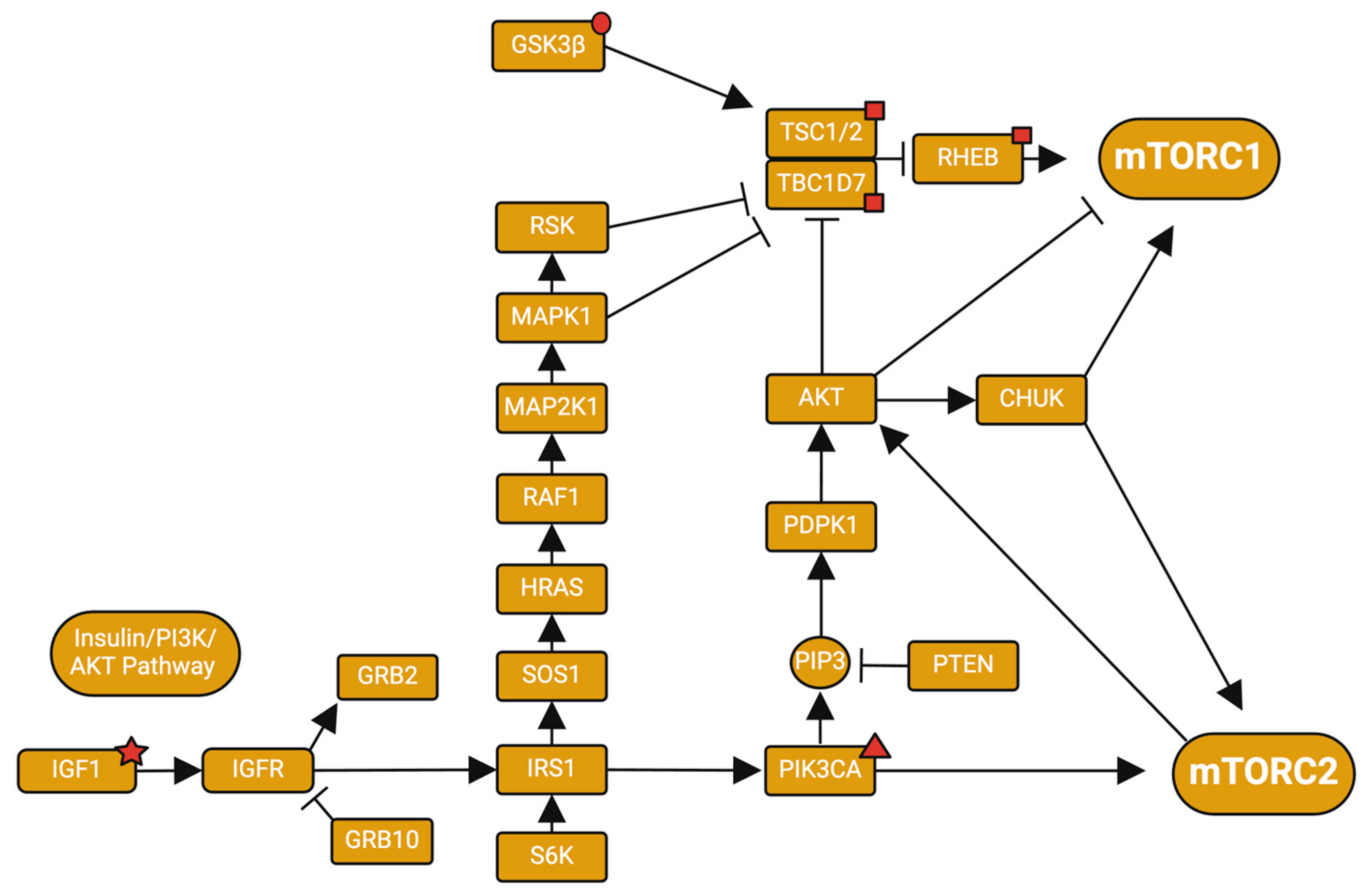 The mTOR Pathway: A Common Link Between Alzheimer's Disease The mTOR Pathway: A Common Link Between Alzheimer's Disease