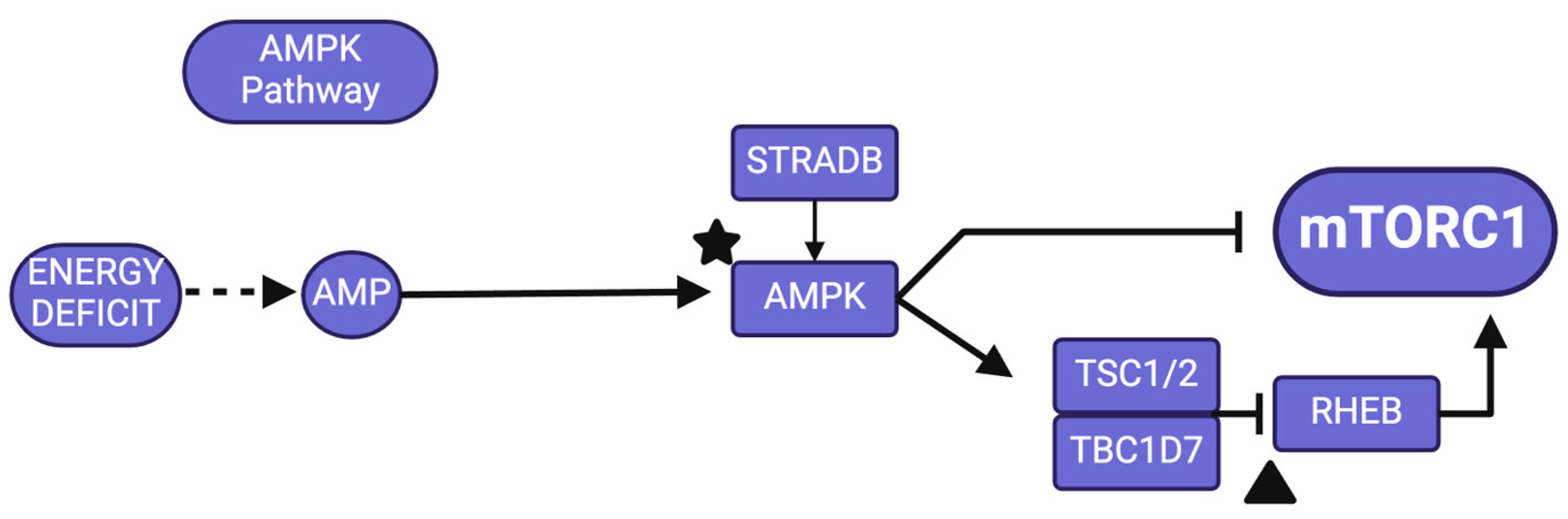 The mTOR Pathway: A Common Link Between Alzheimer's Disease The mTOR Pathway: A Common Link Between Alzheimer's Disease