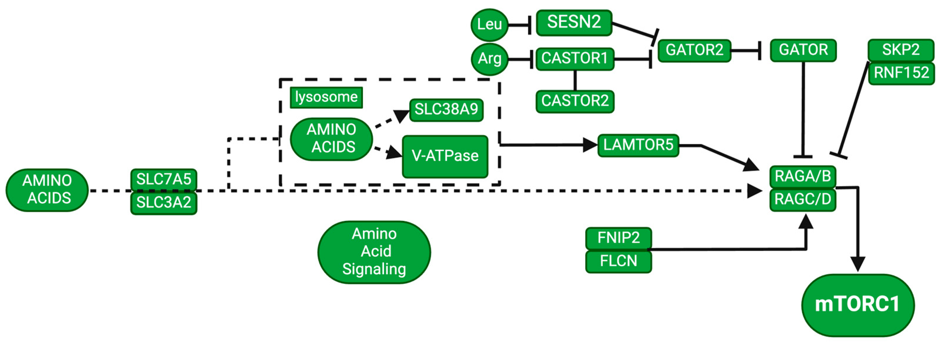 その他 In Person The mTOR Pathway: A Common Link Between Alzheimer's Disease