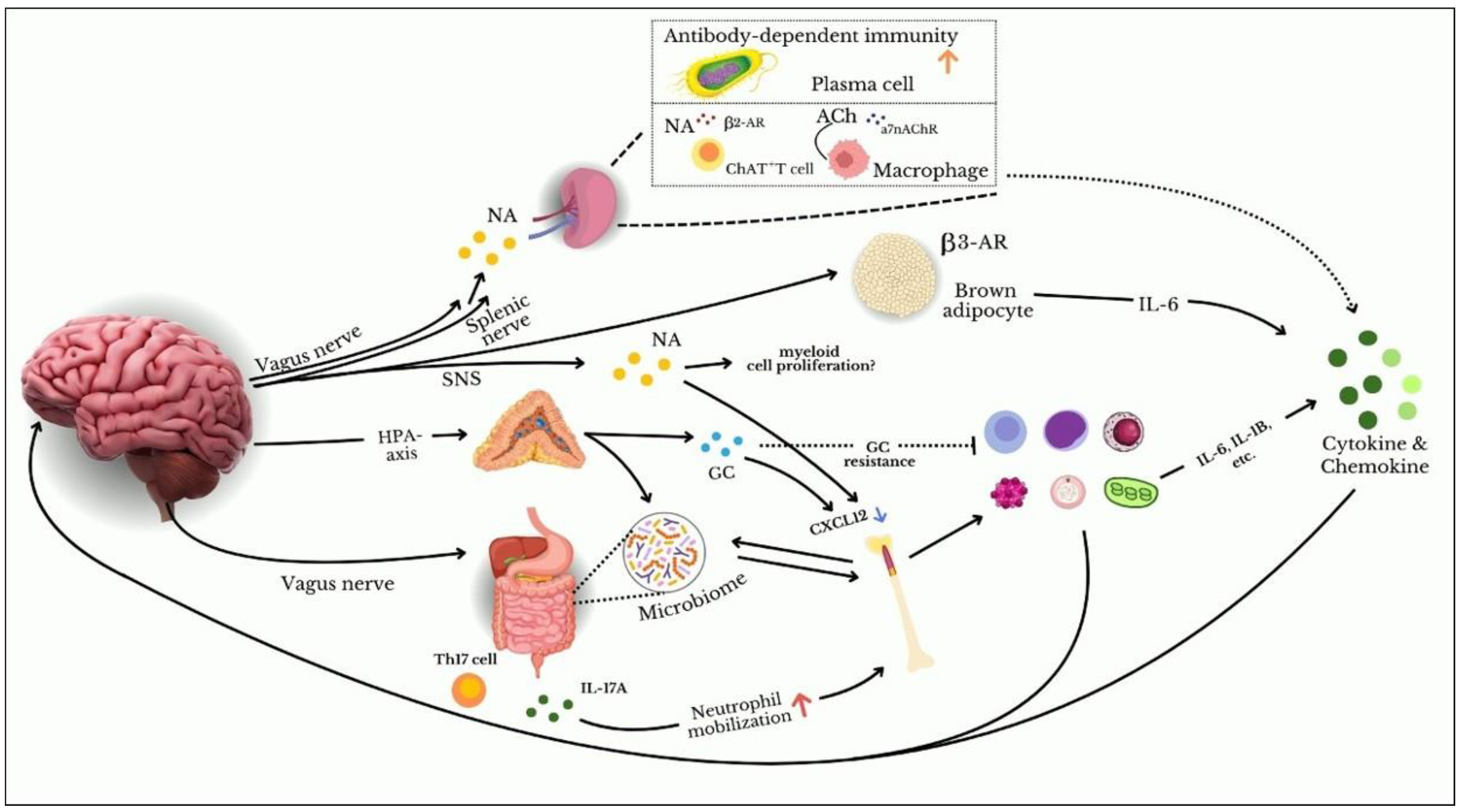 Immunology of Stress
