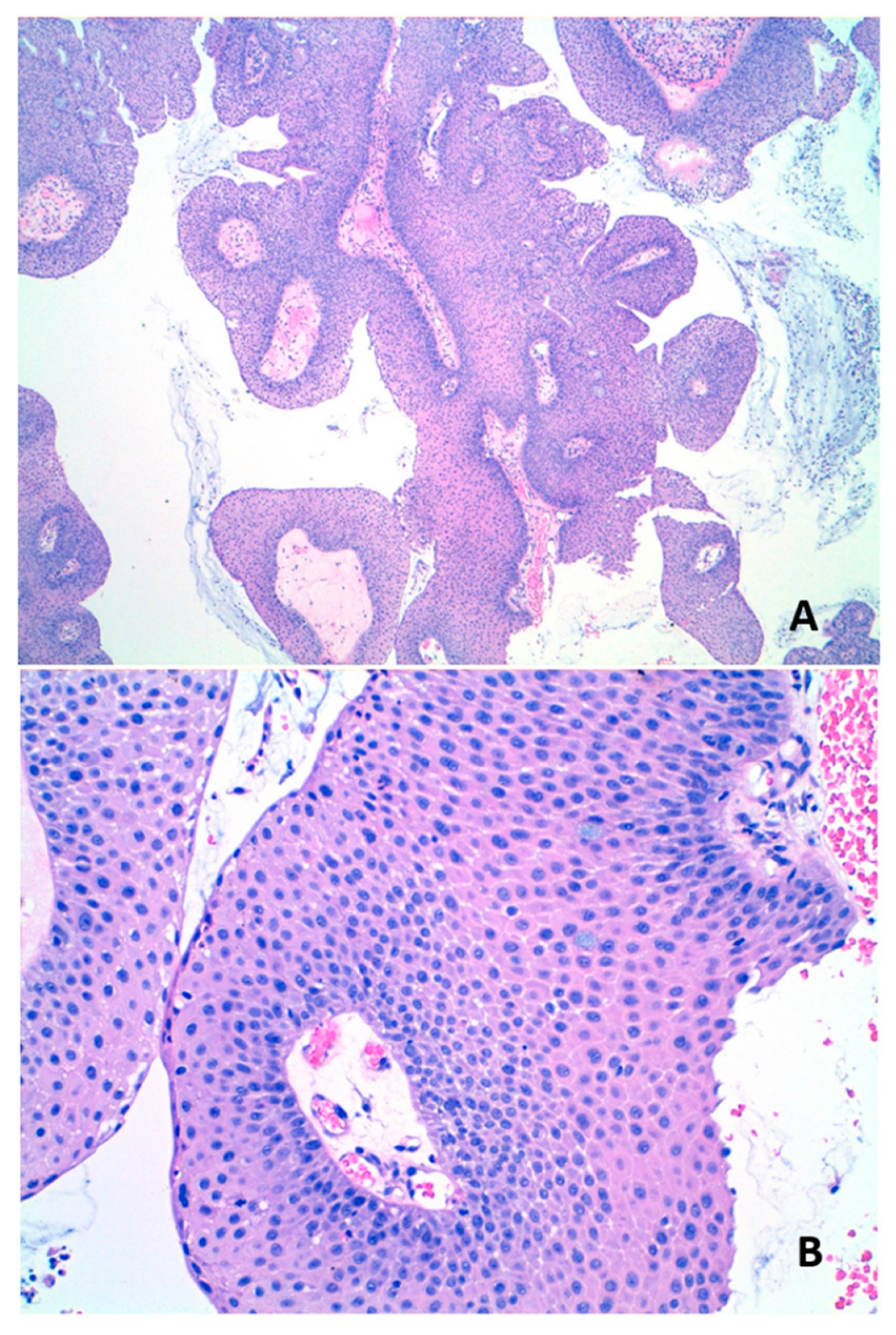 Jcm 13 06638 g001 Jcm 13 06638 g001