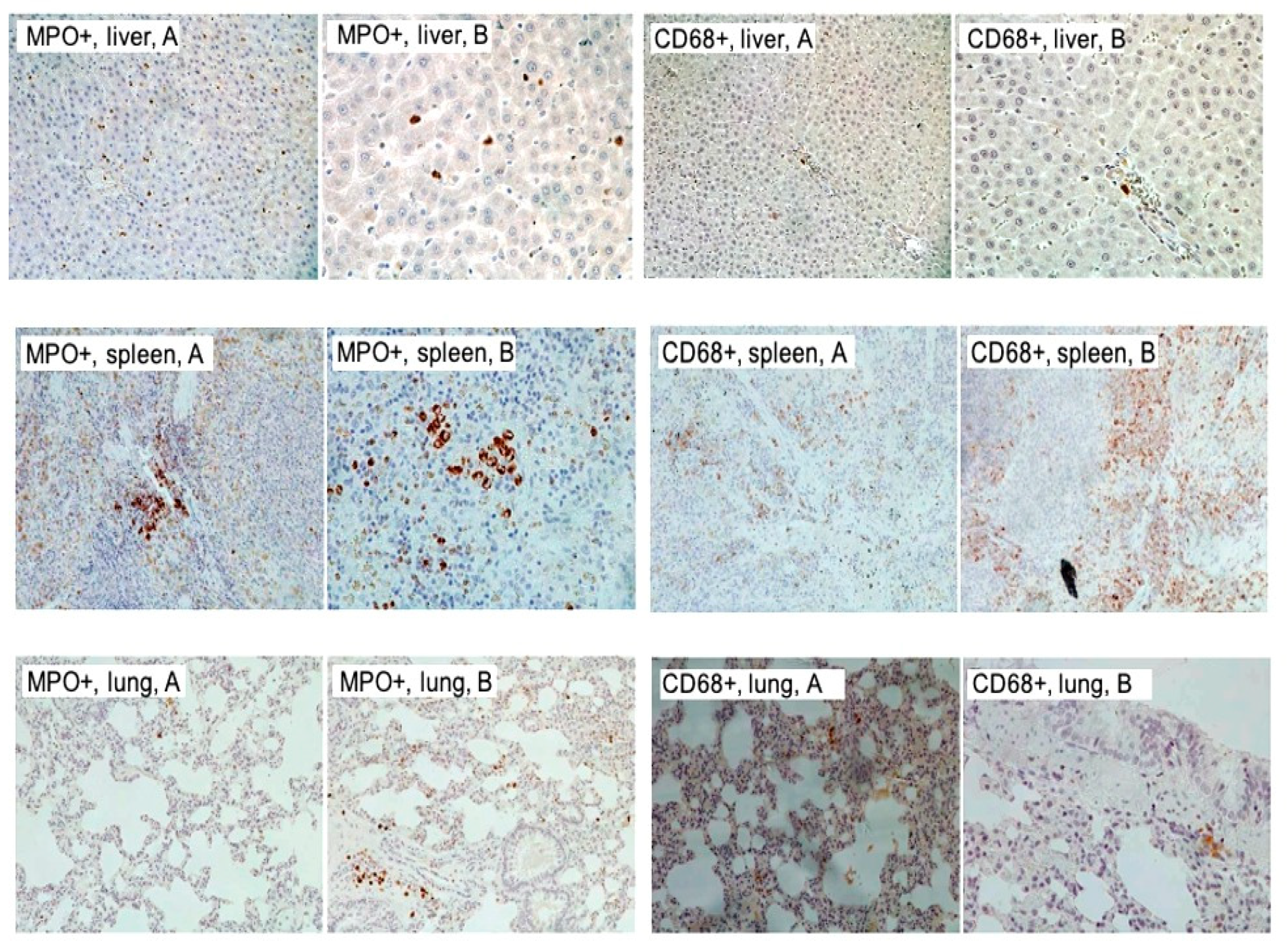 Jcm 13 06661 g009 Jcm 13 06661 g009