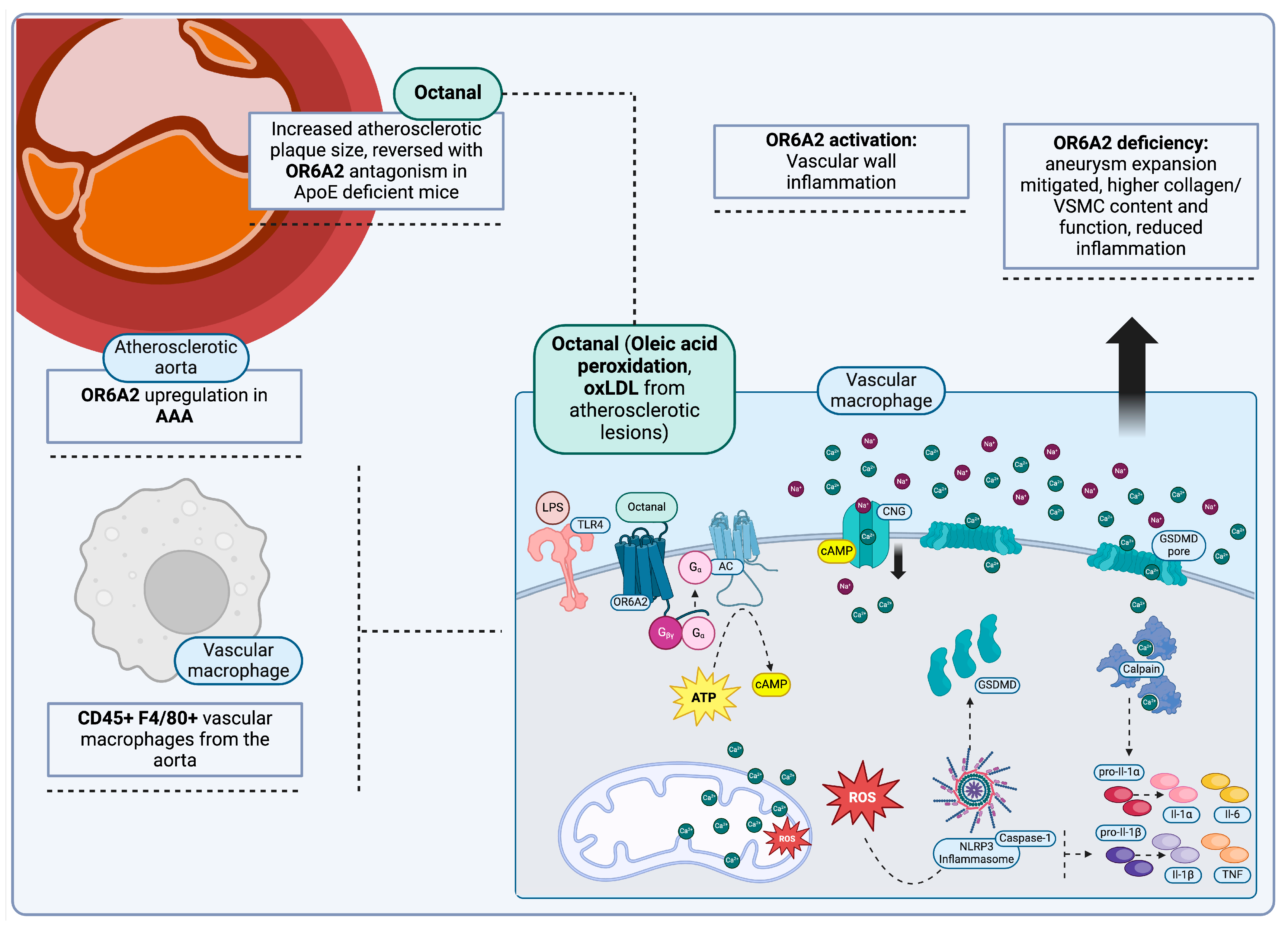 Jcm 13 07778 g002 Jcm 13 07778 g002