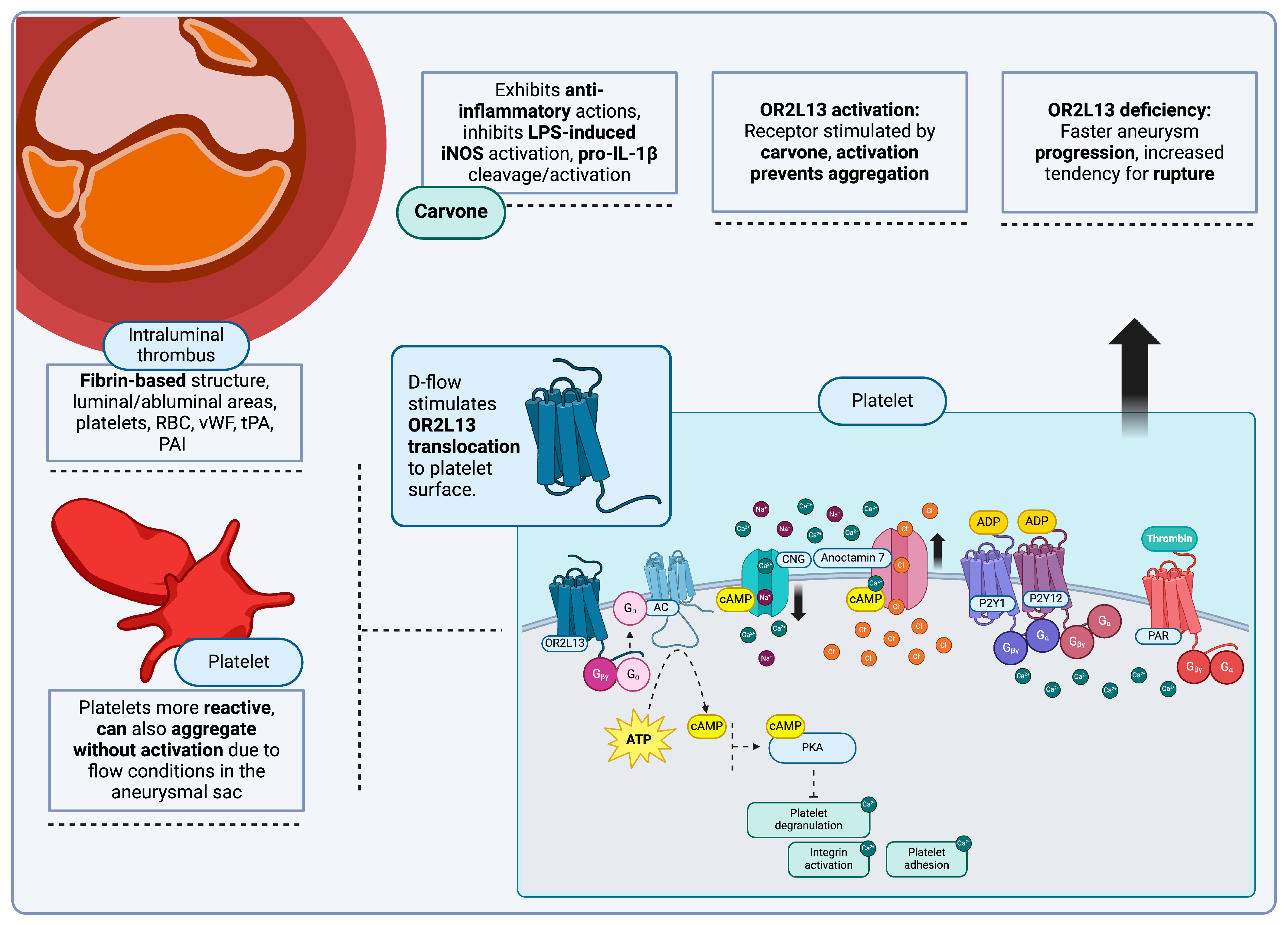 Jcm 13 07778 g003 Jcm 13 07778 g003