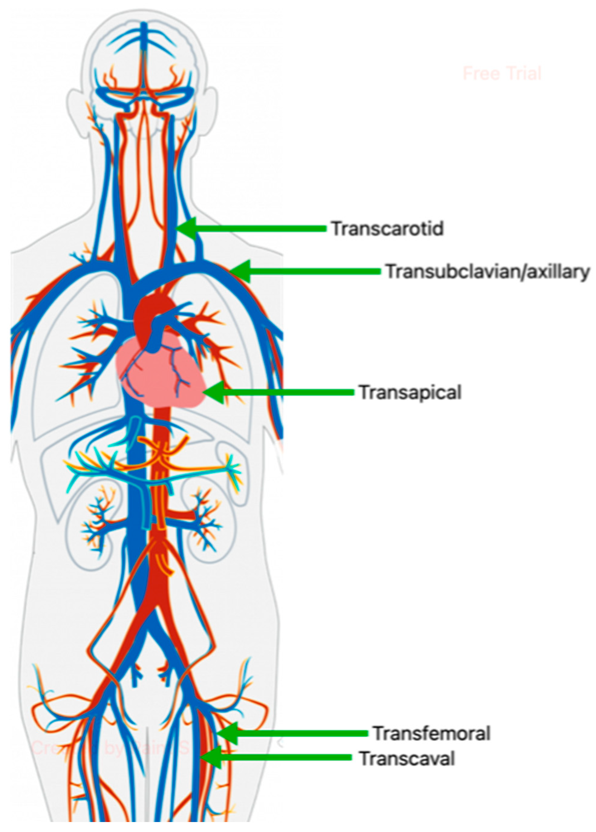 Jcm 14 00134 g002 Jcm 14 00134 g002