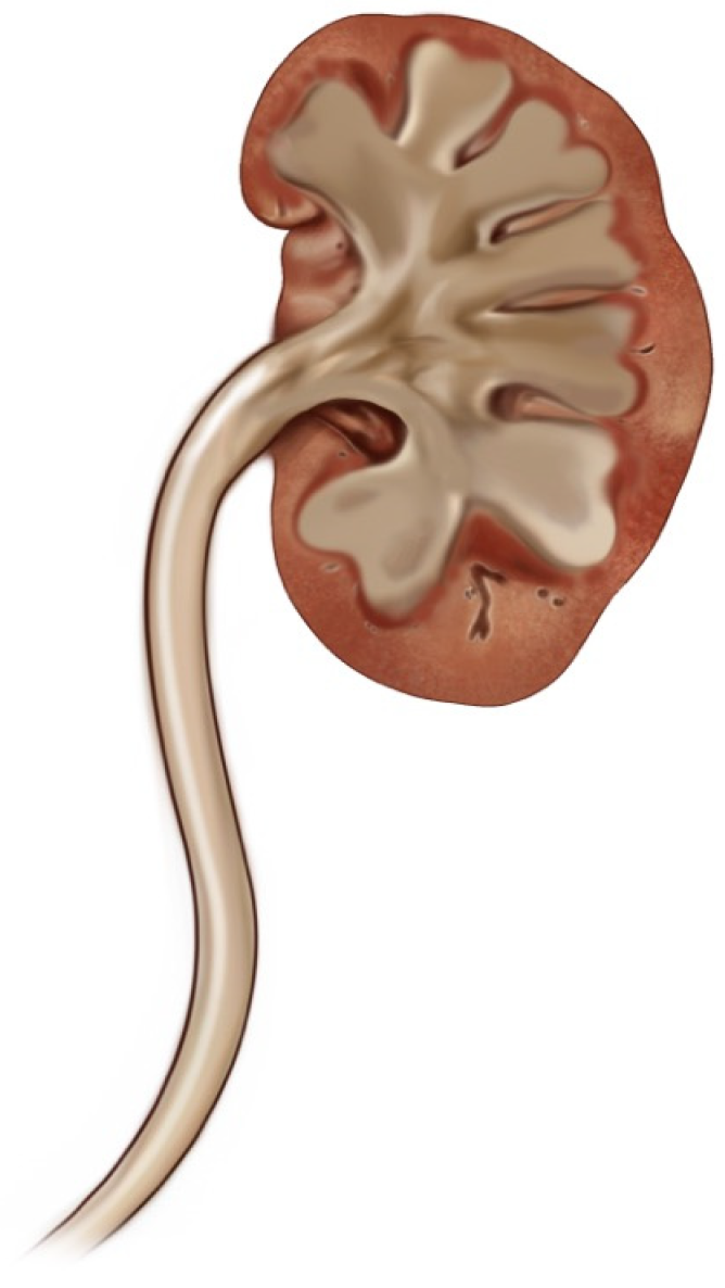 Jcm 14 00246 g001 Jcm 14 00246 g001