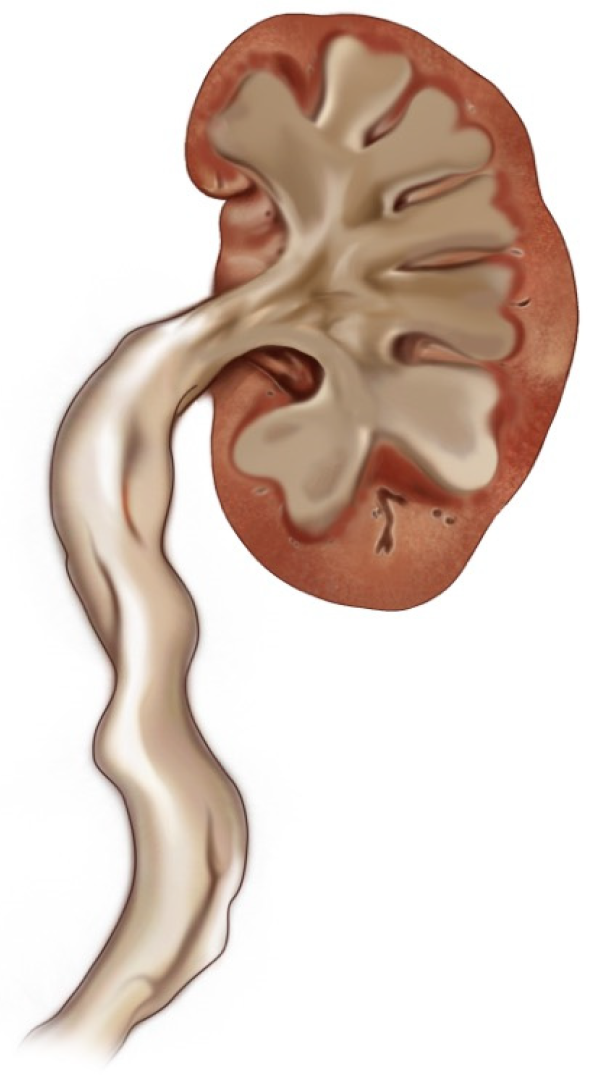 Jcm 14 00246 g002 Jcm 14 00246 g002