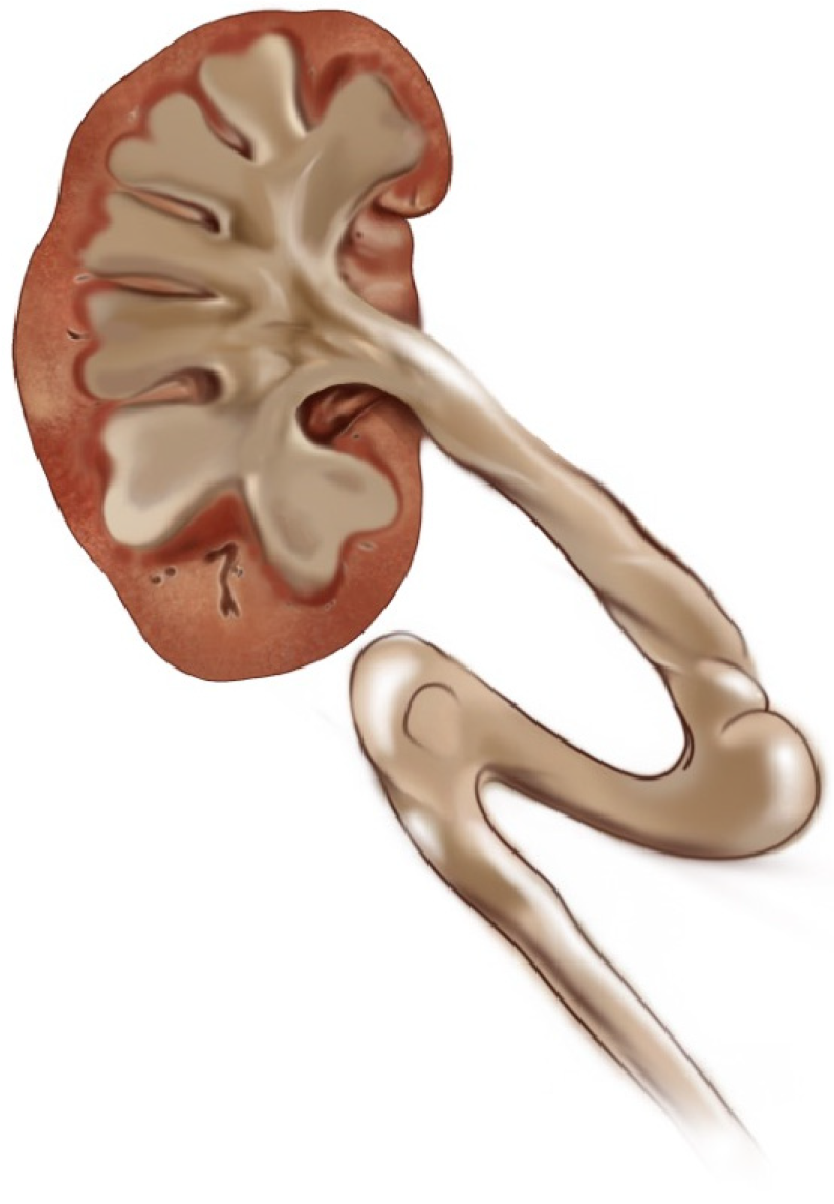 Jcm 14 00246 g003 Jcm 14 00246 g003