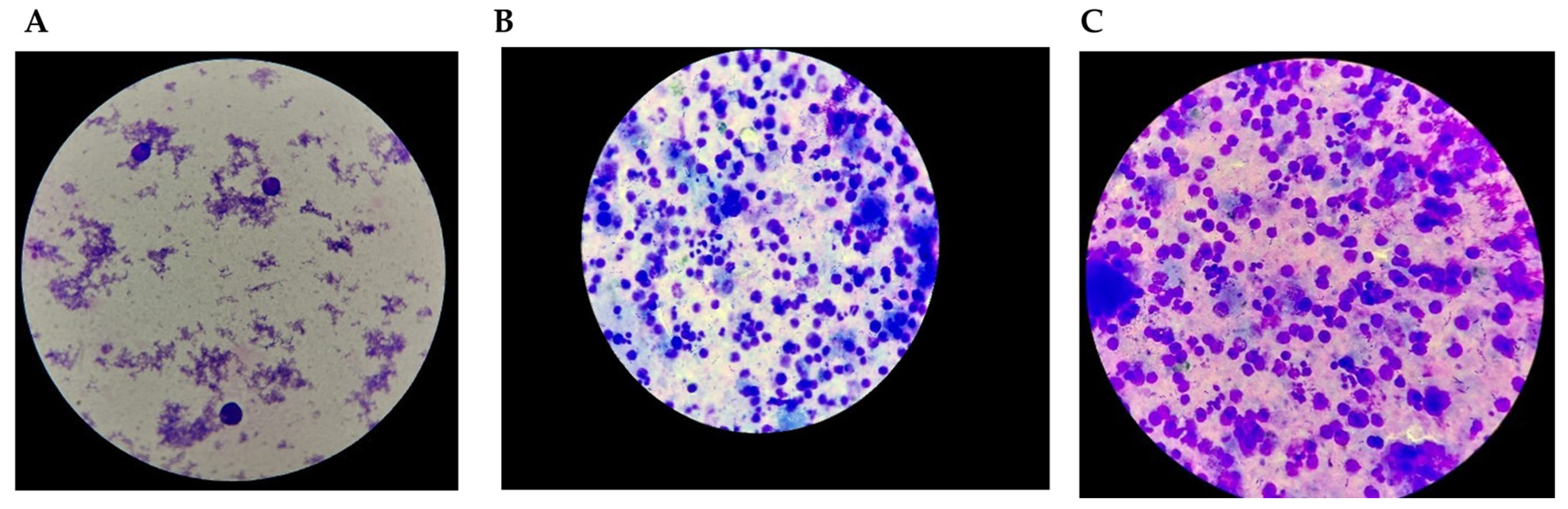 Jcm 14 00405 g006 Jcm 14 00405 g006