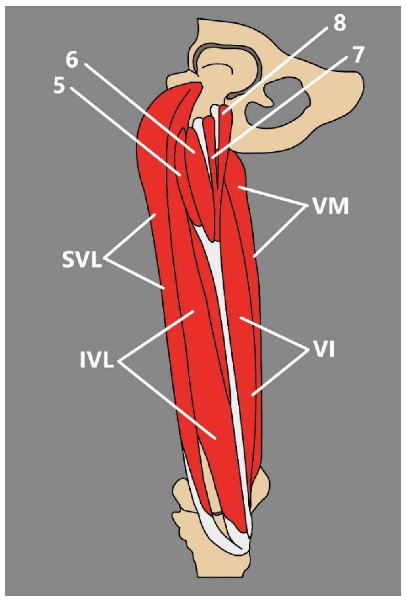 Jcm 14 00464 g004 Jcm 14 00464 g004