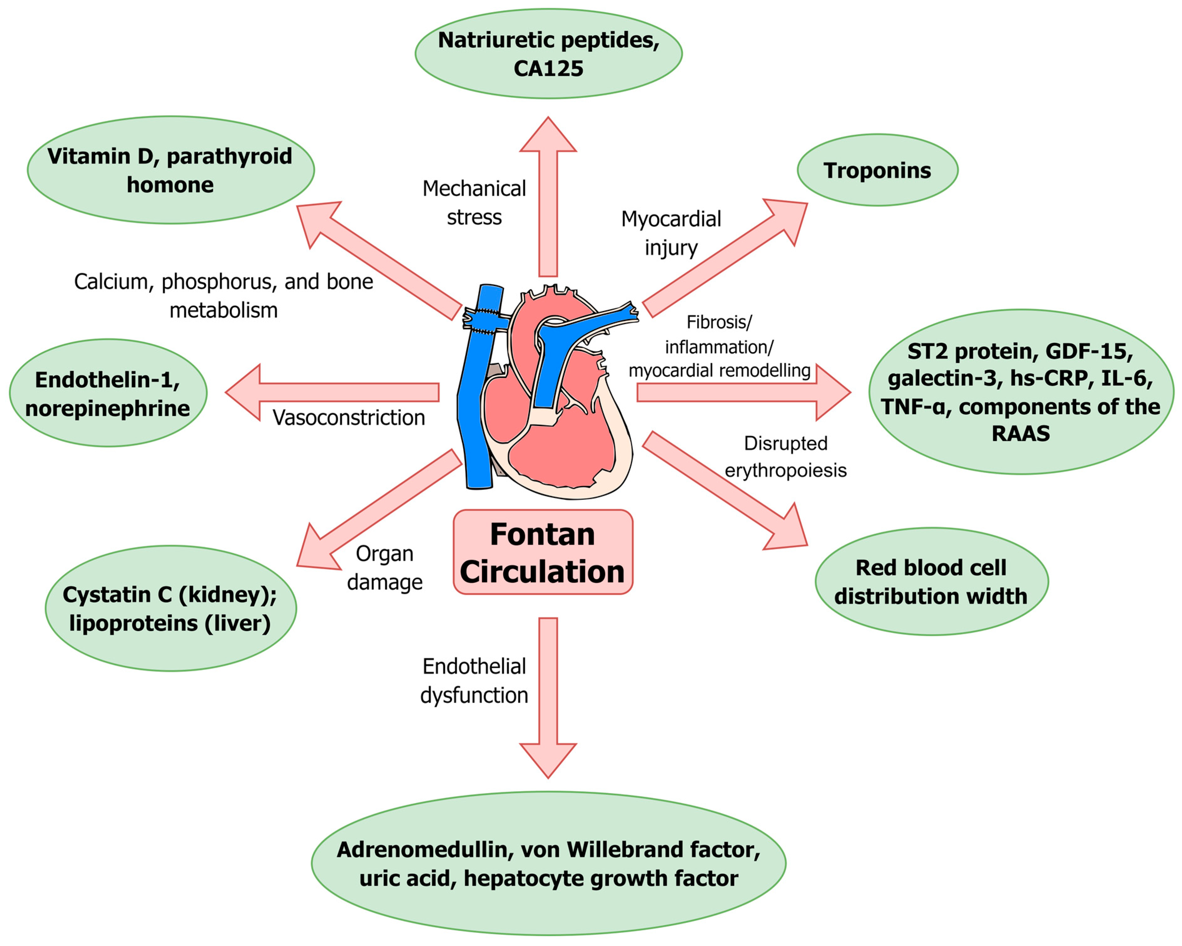 Blood Biomarkers as a Non-Invasive Method for the Assessment of the State  of the Fontan Circulation