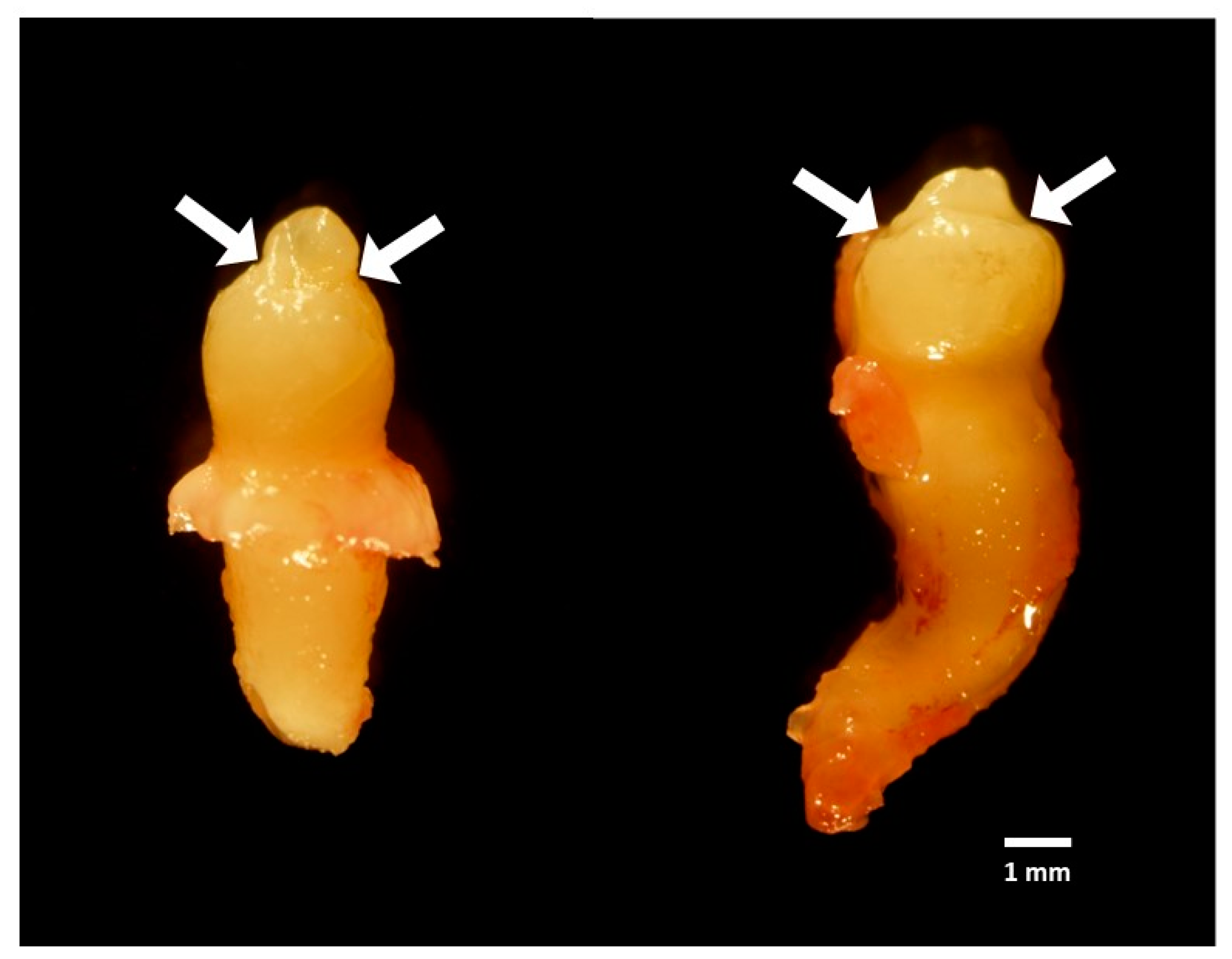 Jcm 14 00603 g004 Jcm 14 00603 g004