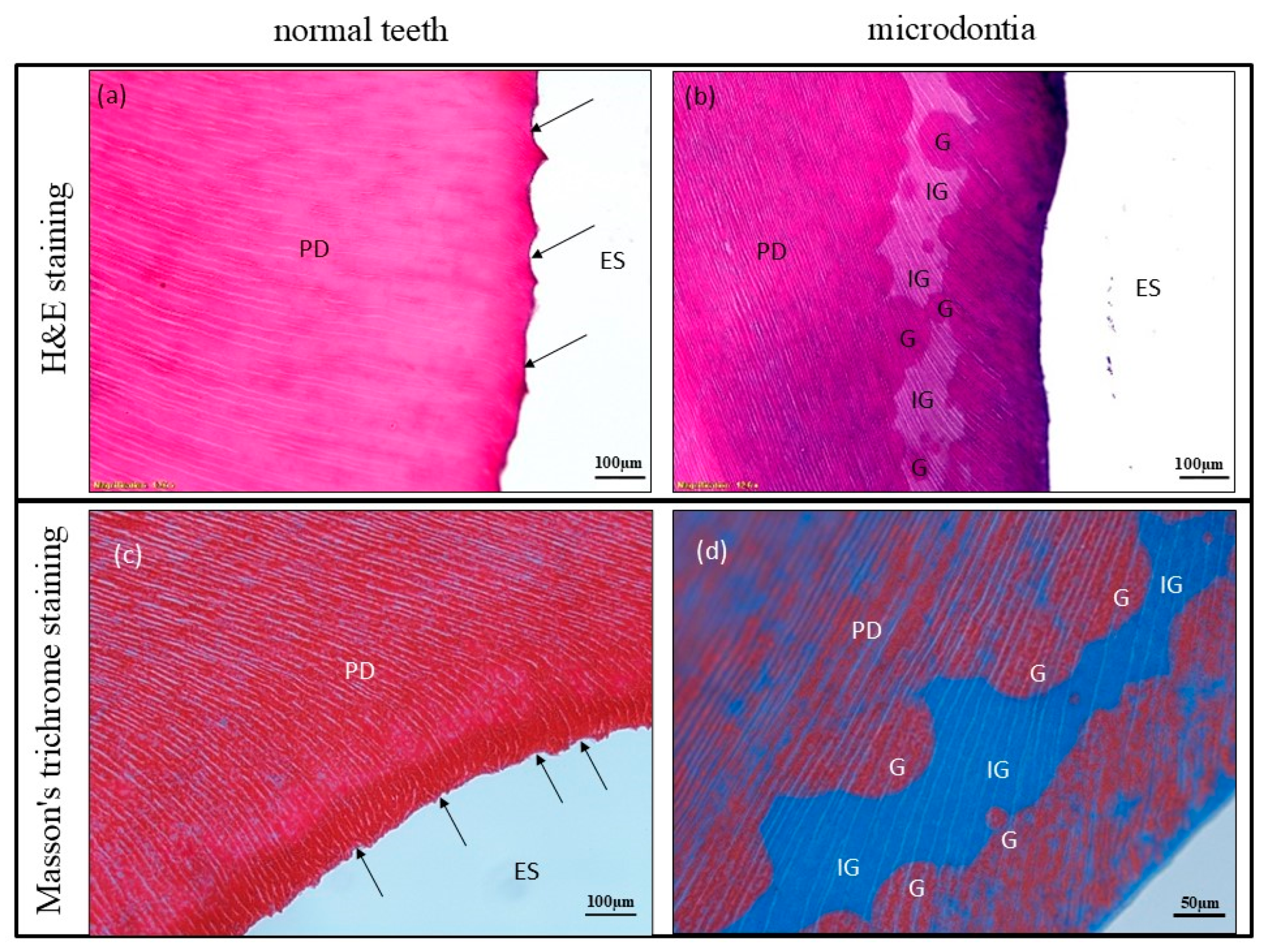Jcm 14 00603 g005 Jcm 14 00603 g005