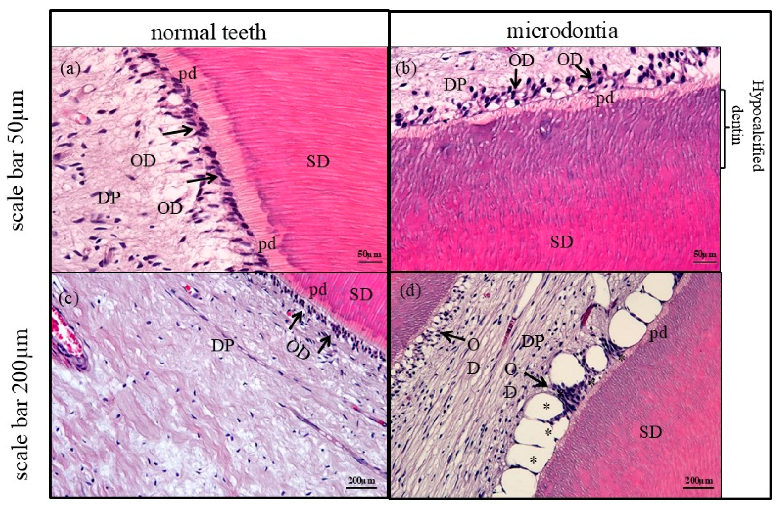 Jcm 14 00603 g006 Jcm 14 00603 g006