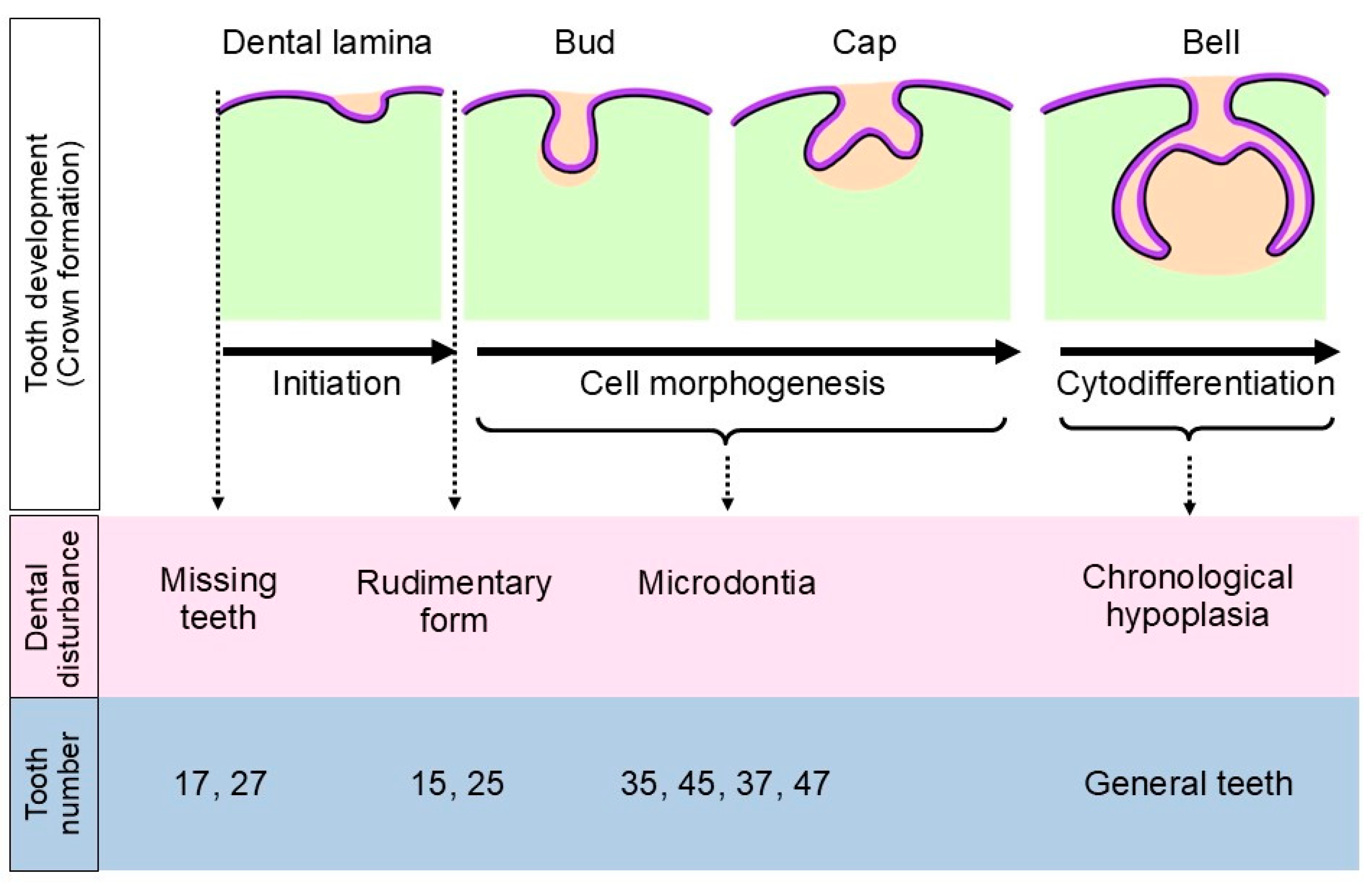 Jcm 14 00603 g008 Jcm 14 00603 g008