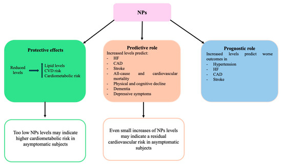 The Balance Between the Natriuretic Peptides and the Renin-Angiotensin ...