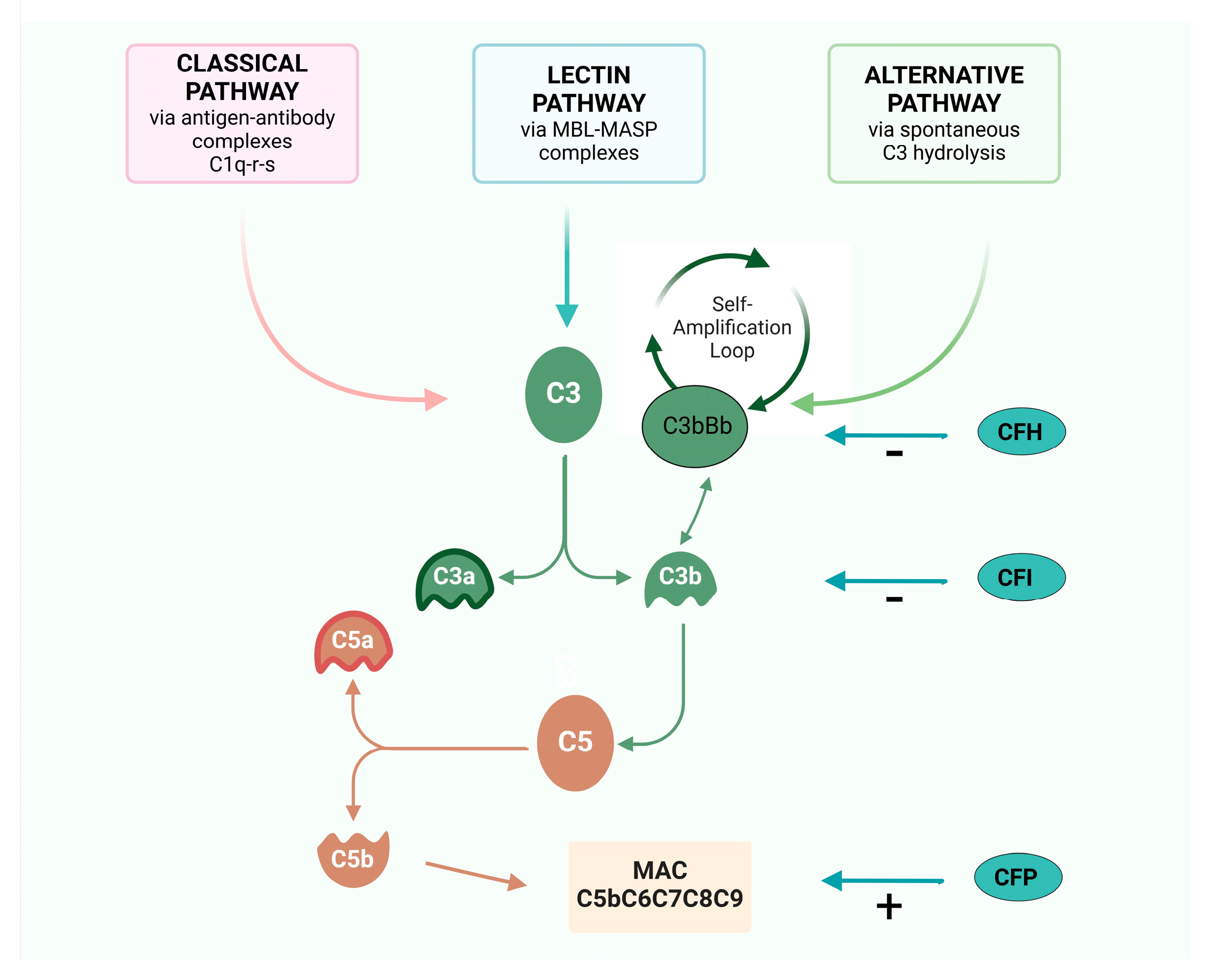 Jcm 14 00702 g001 Jcm 14 00702 g001