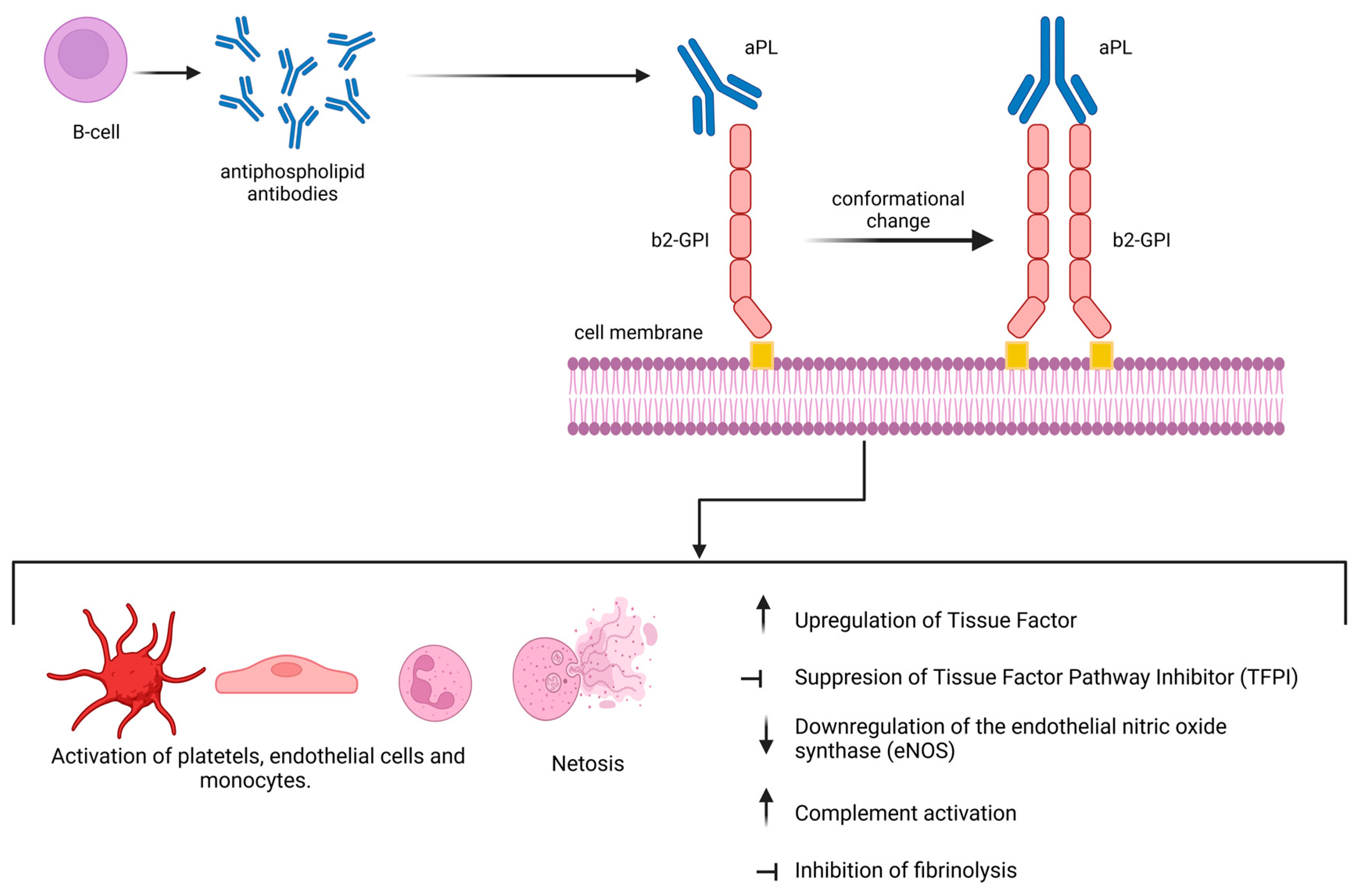 Jcm 14 00733 g001 Jcm 14 00733 g001