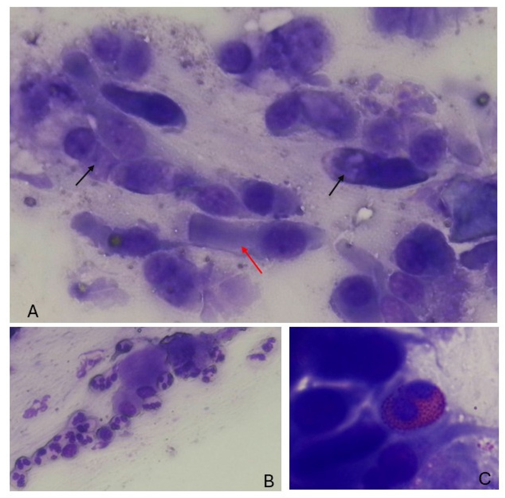 Jcm 14 00884 g002 Jcm 14 00884 g002