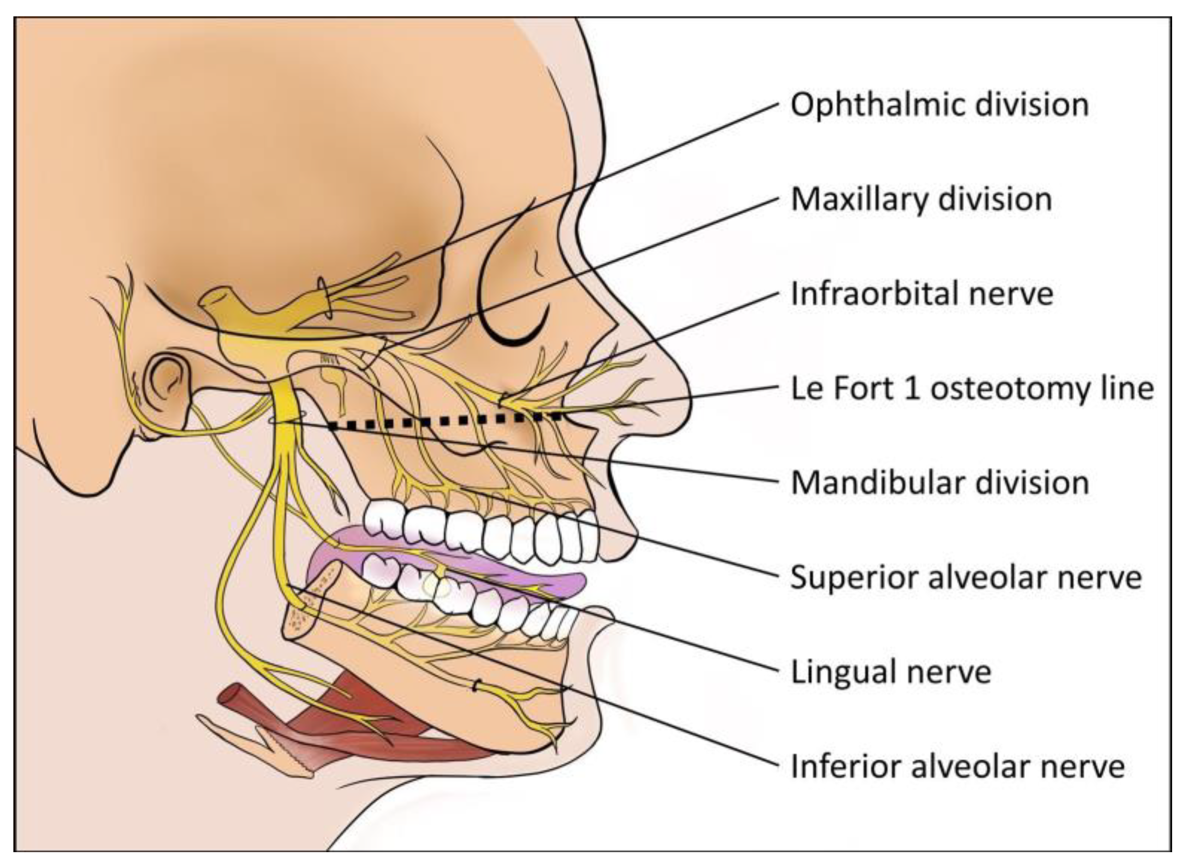 Jcm 14 01115 g001 Jcm 14 01115 g001