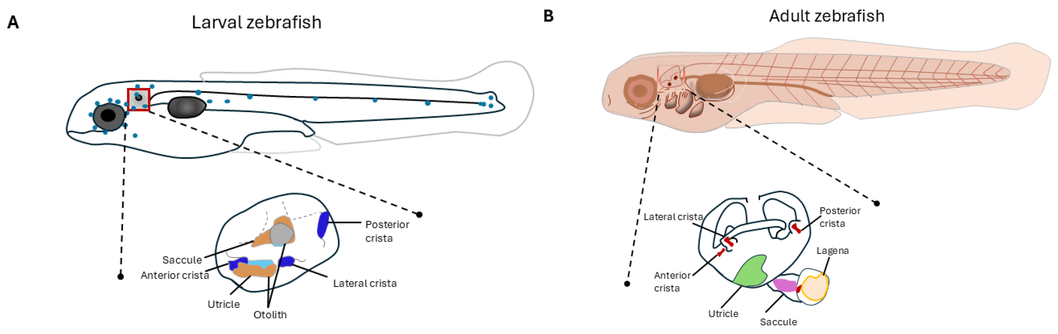Jcm 14 01427 g003 Jcm 14 01427 g003