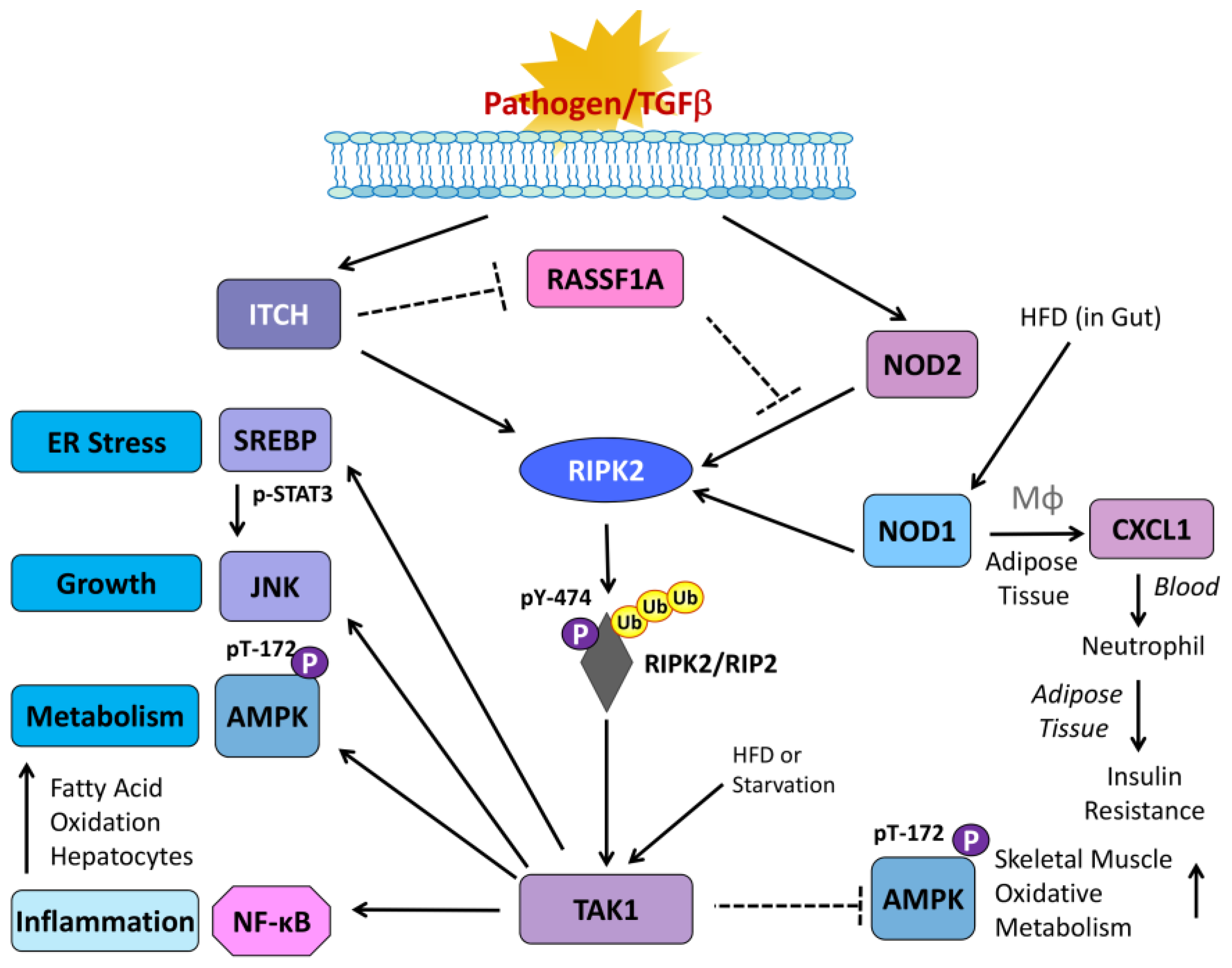Jcm 14 01620 g001 Jcm 14 01620 g001