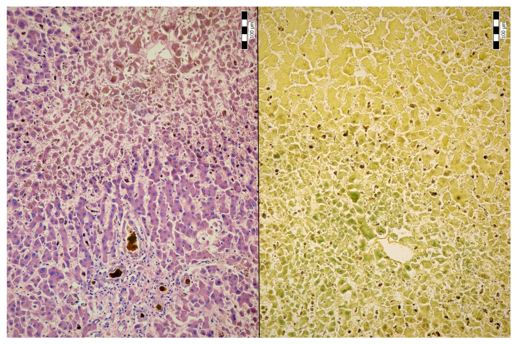 Jcm 14 01871 g001 Jcm 14 01871 g001