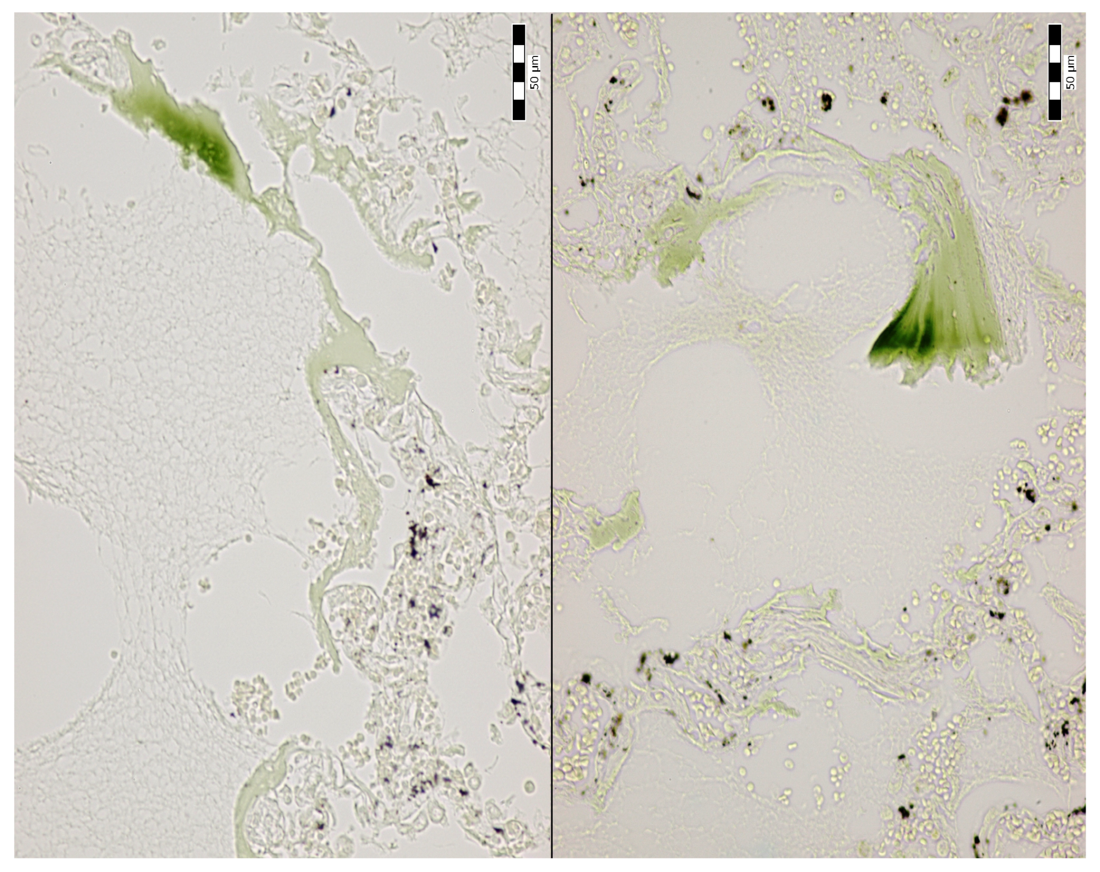 Jcm 14 01871 g007 Jcm 14 01871 g007