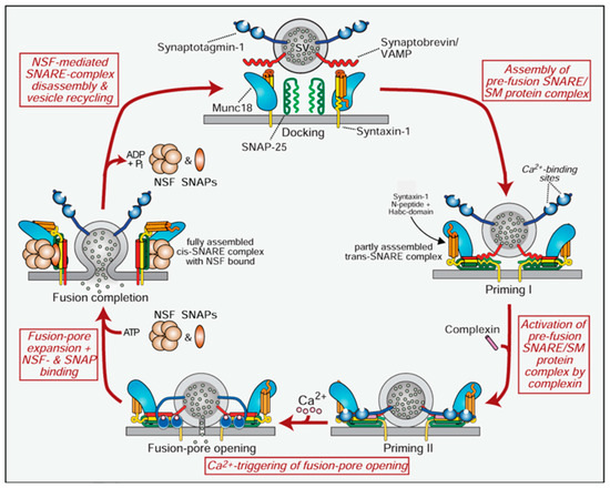 Botulinum Toxin Therapy: A Comprehensive Review on Clinical and
