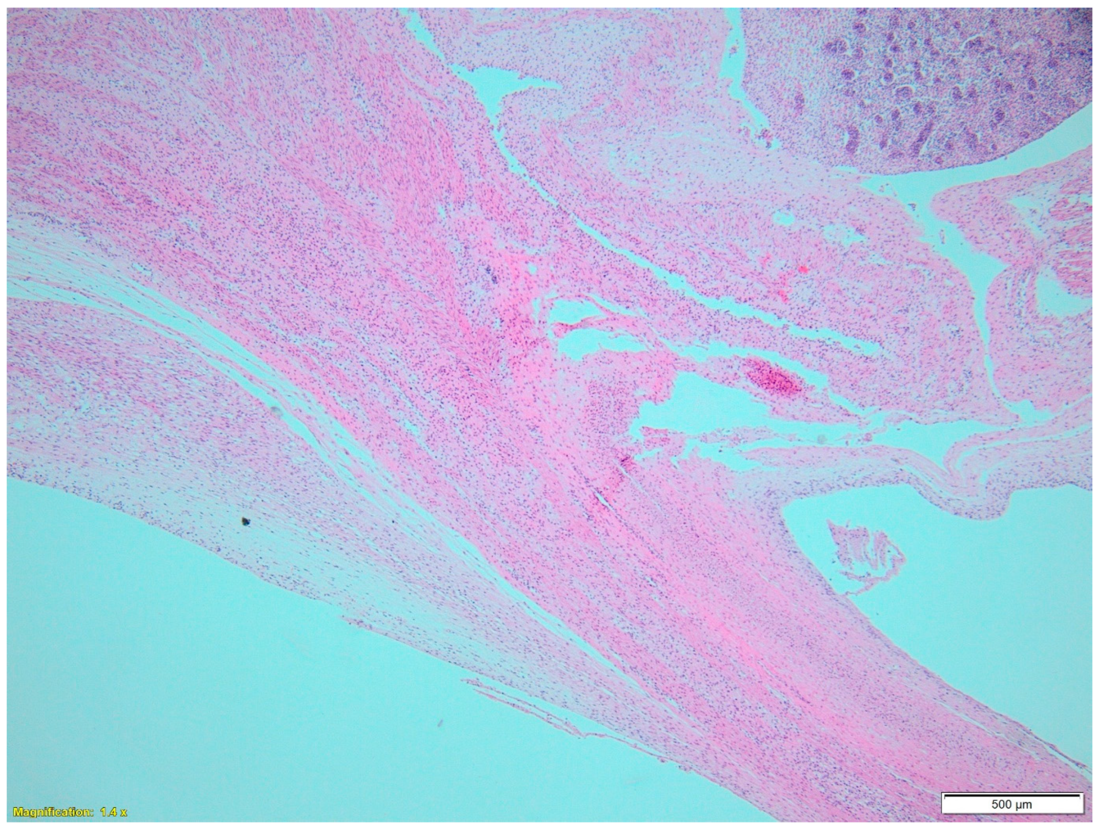 Jcm 14 02564 g004 Jcm 14 02564 g004