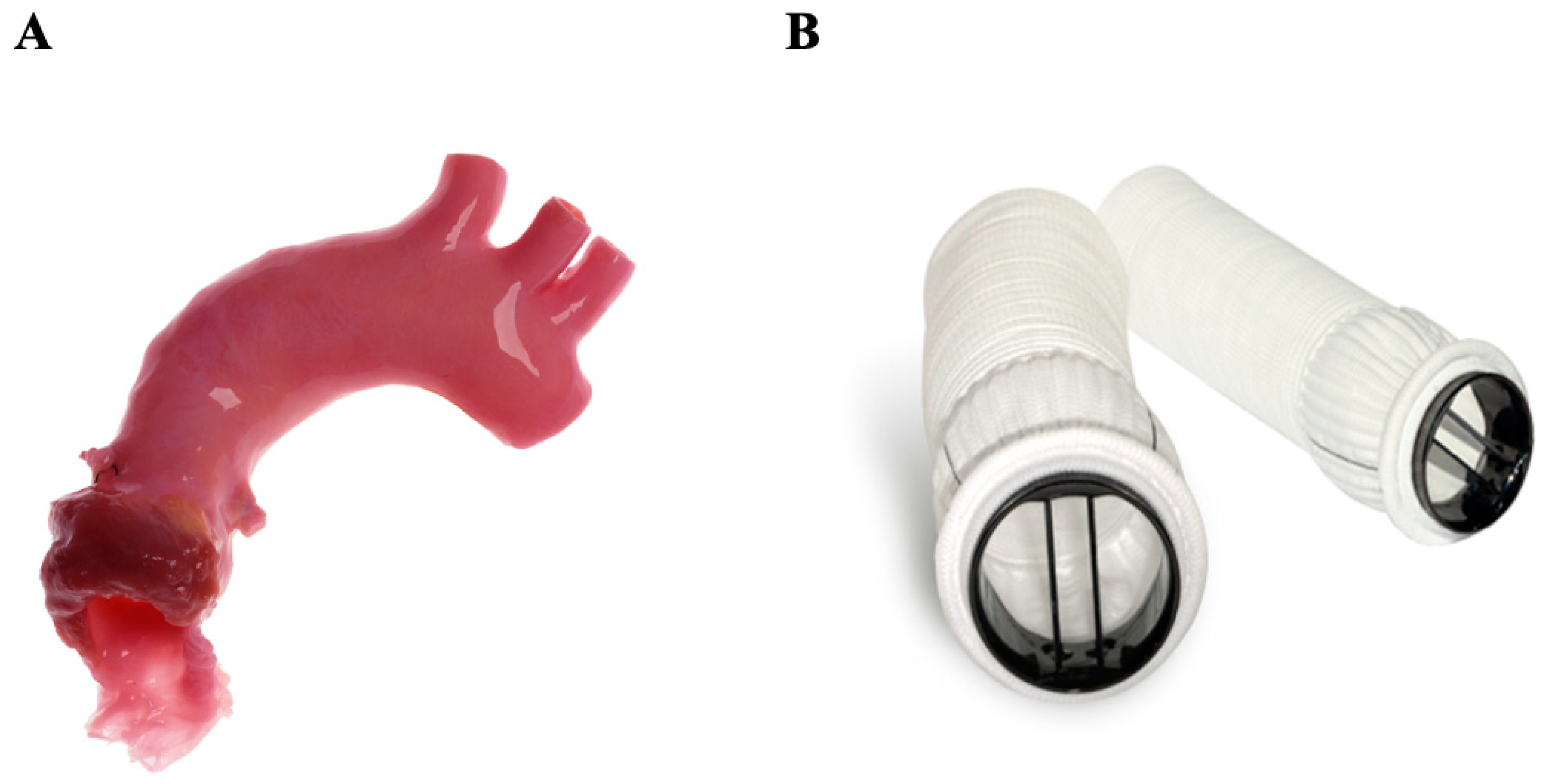 Jcm 14 03499 g006 Jcm 14 03499 g006