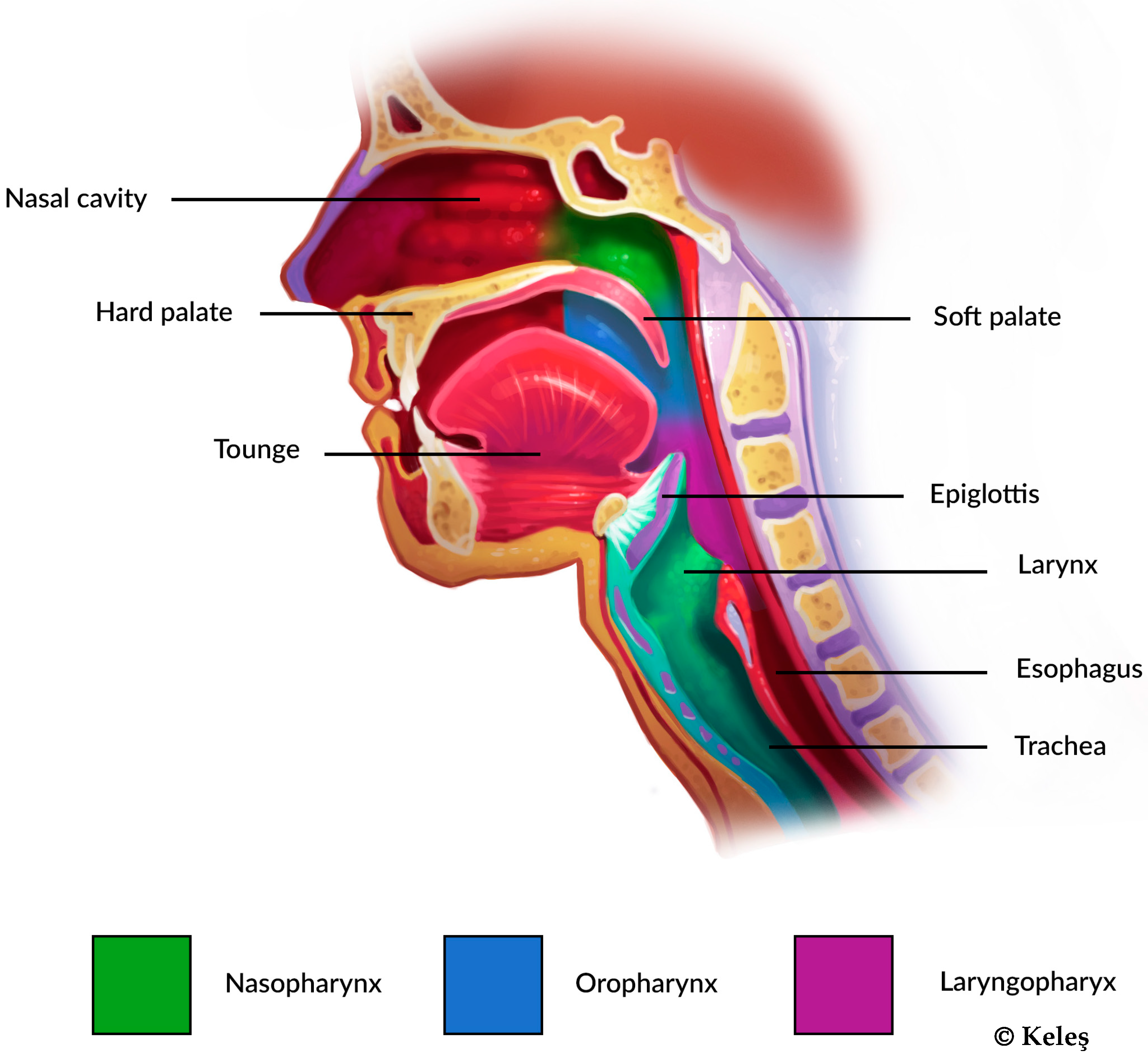 Jcm 14 03586 g002 Jcm 14 03586 g002