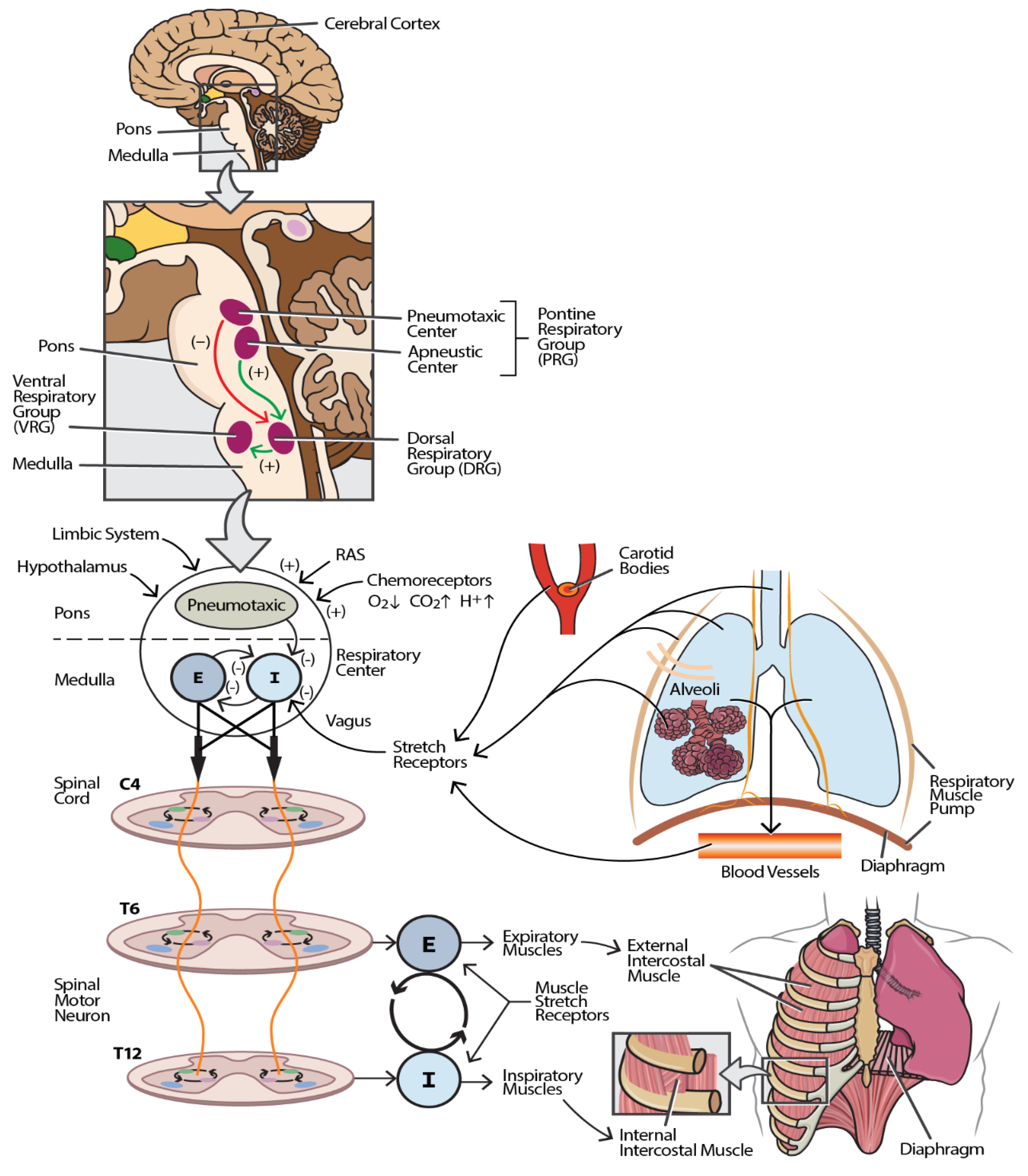 Jcm 14 03827 g001 Jcm 14 03827 g001