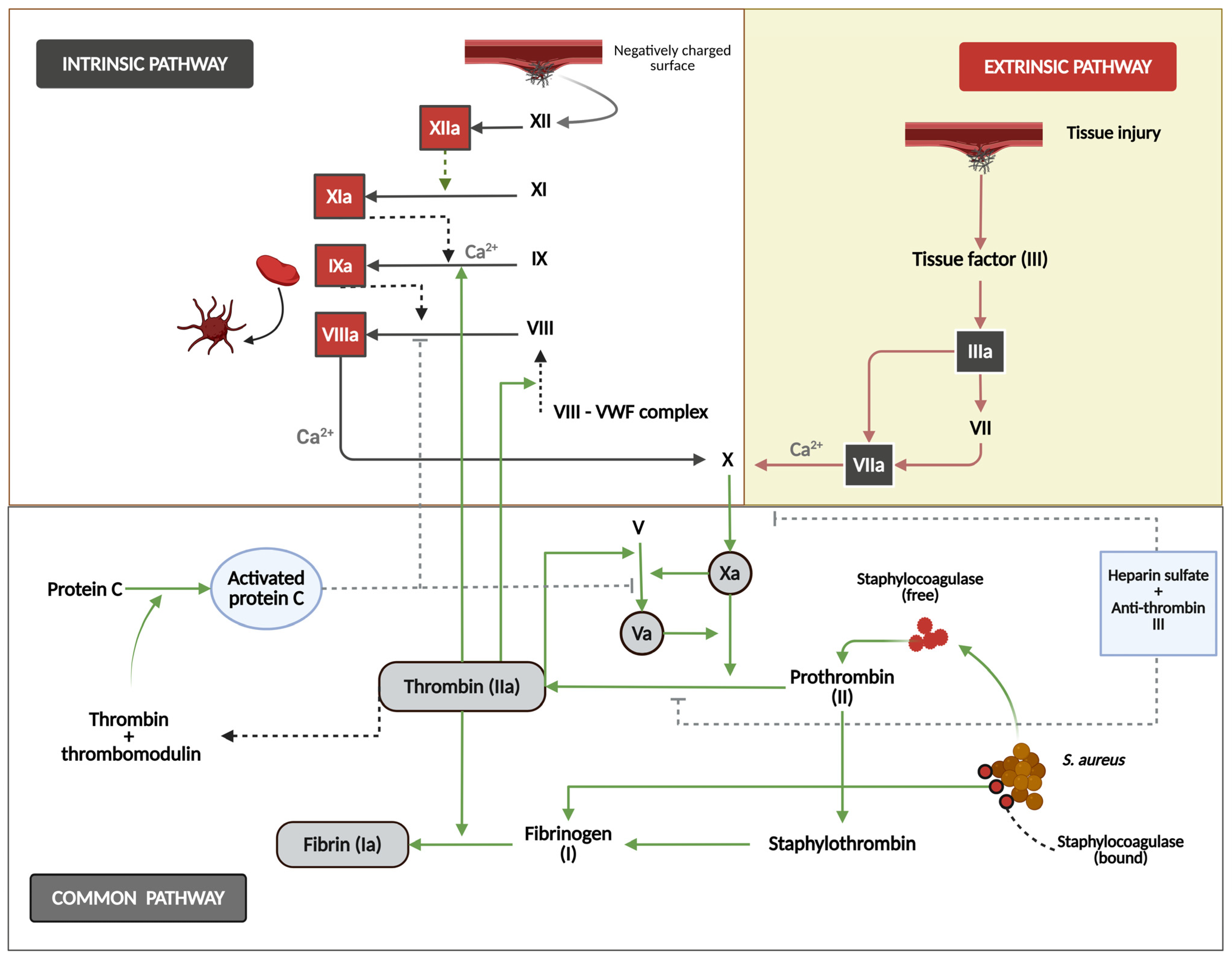 Jcm 14 03965 g002 Jcm 14 03965 g002