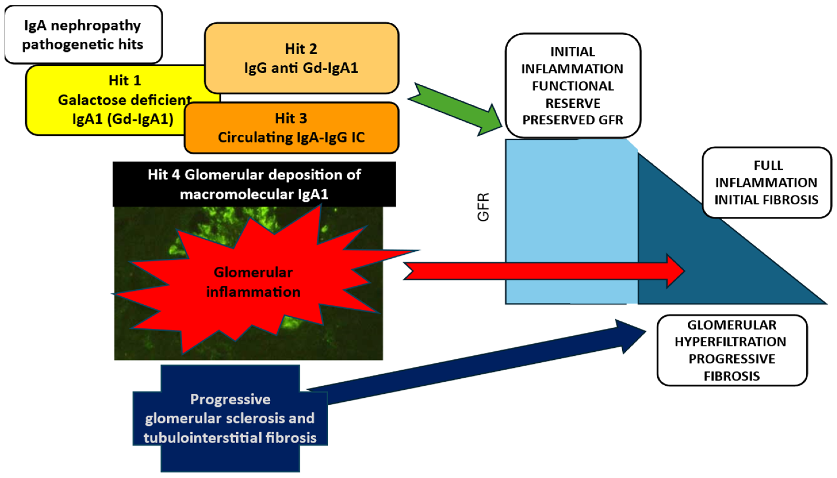 Immunology of hepatitis B infection - The Lancet Infectious