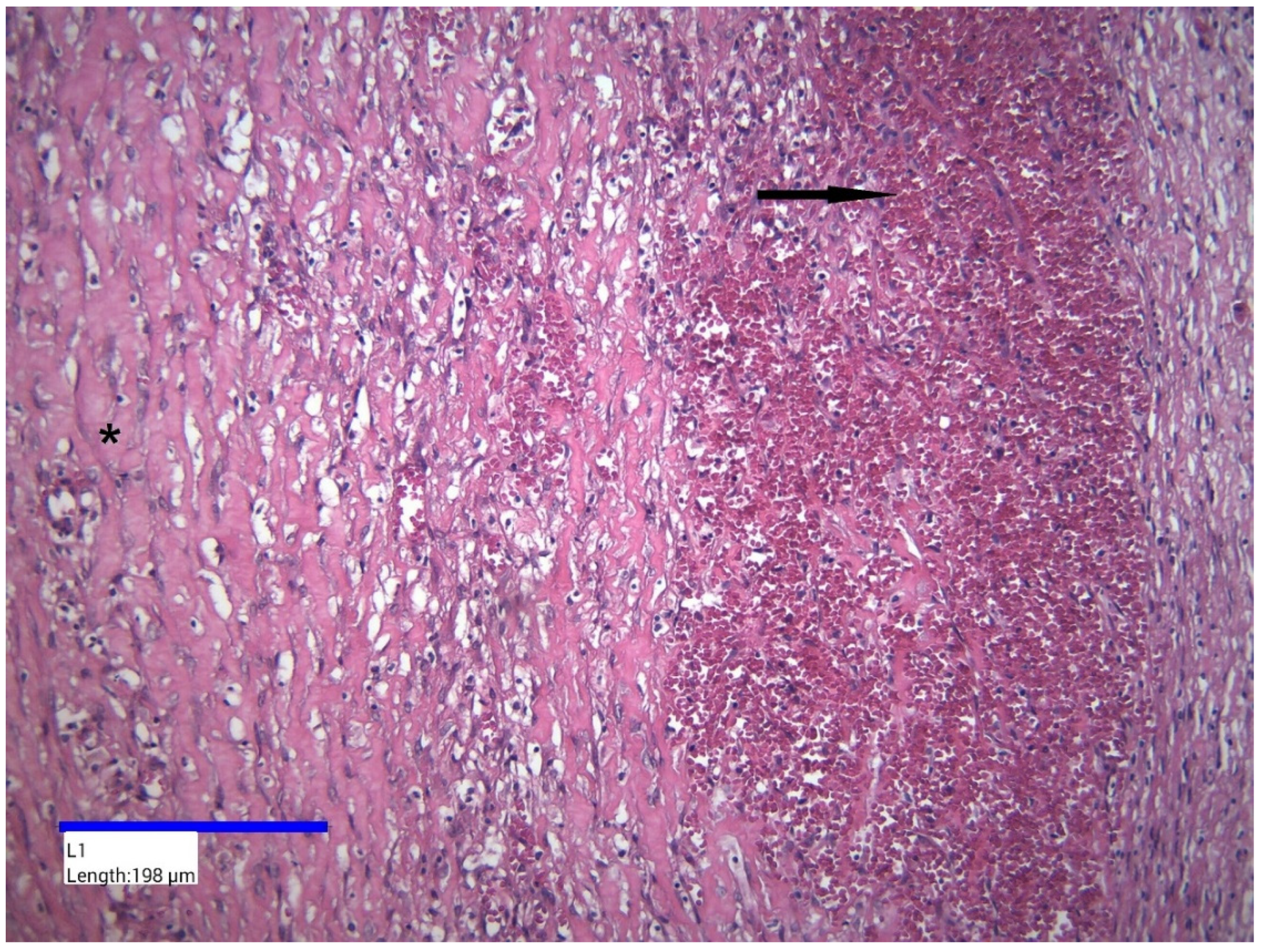Jcm 14 04888 g007 Jcm 14 04888 g007