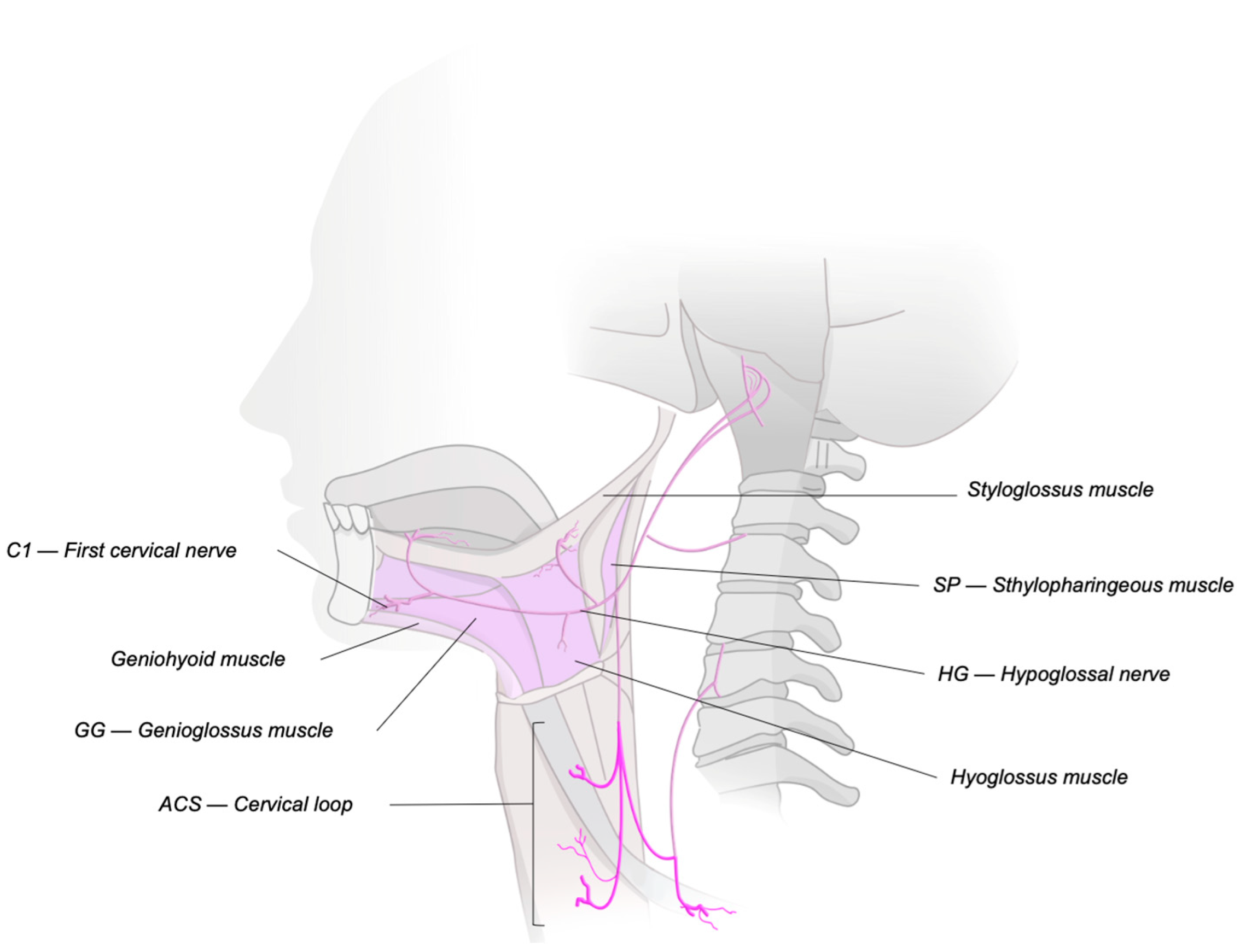Jcm 14 05494 g001 Jcm 14 05494 g001